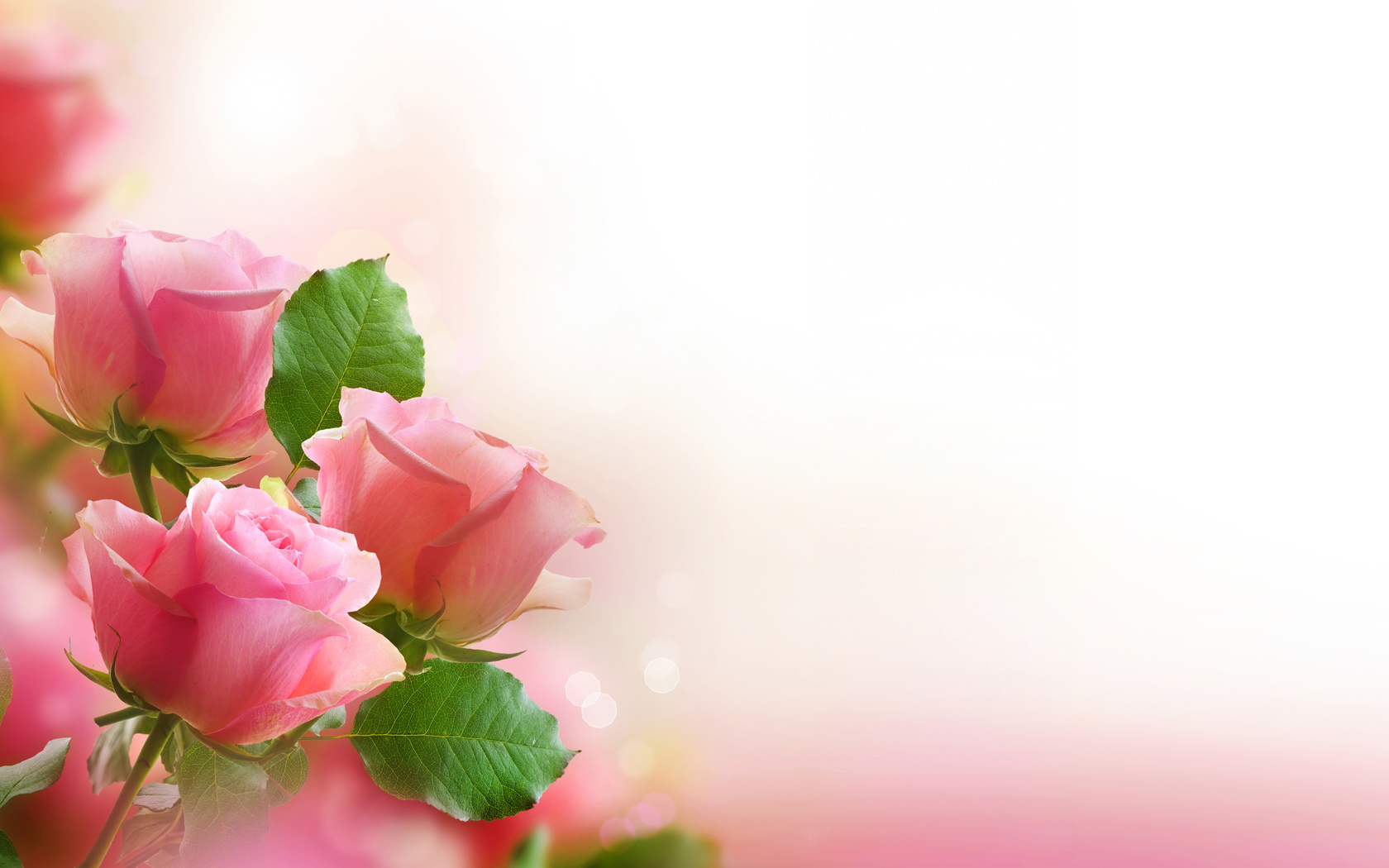 rose, pink, flowers, bouquet, leaves, petals