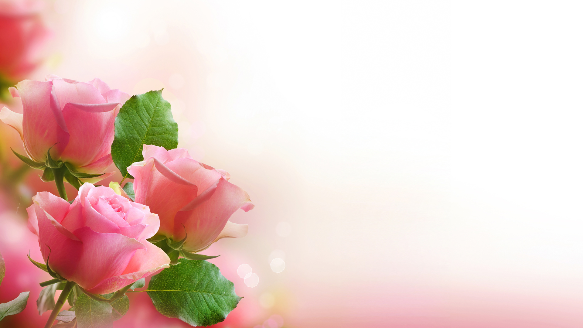 rose, pink, flowers, bouquet, leaves, petals