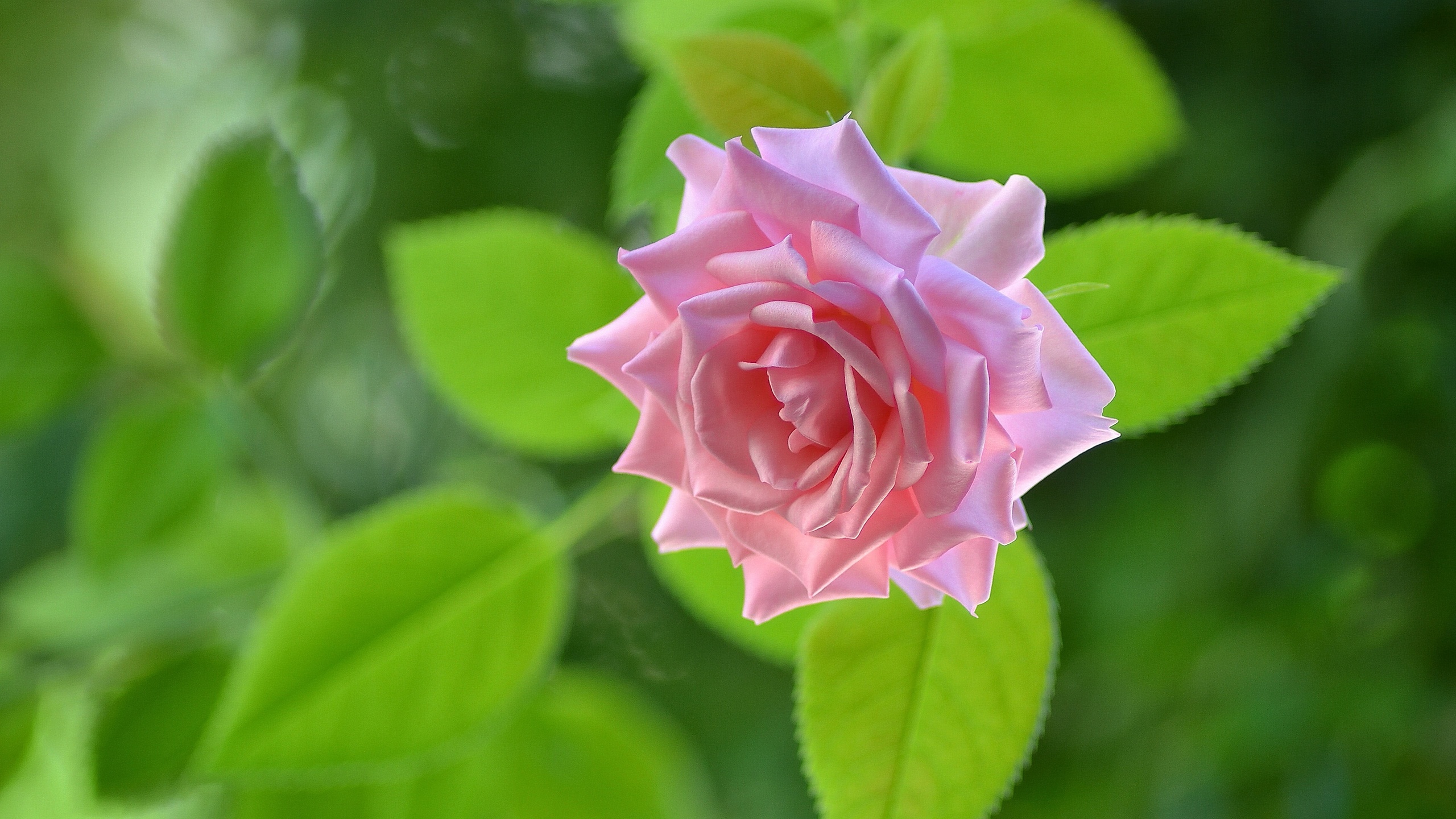 rose, bud, macro