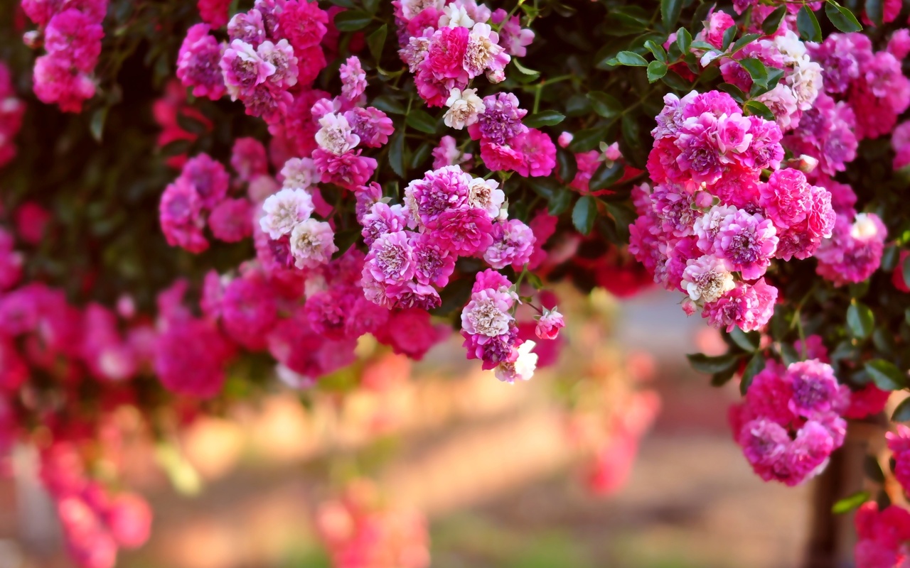 rose bush, roses, bush