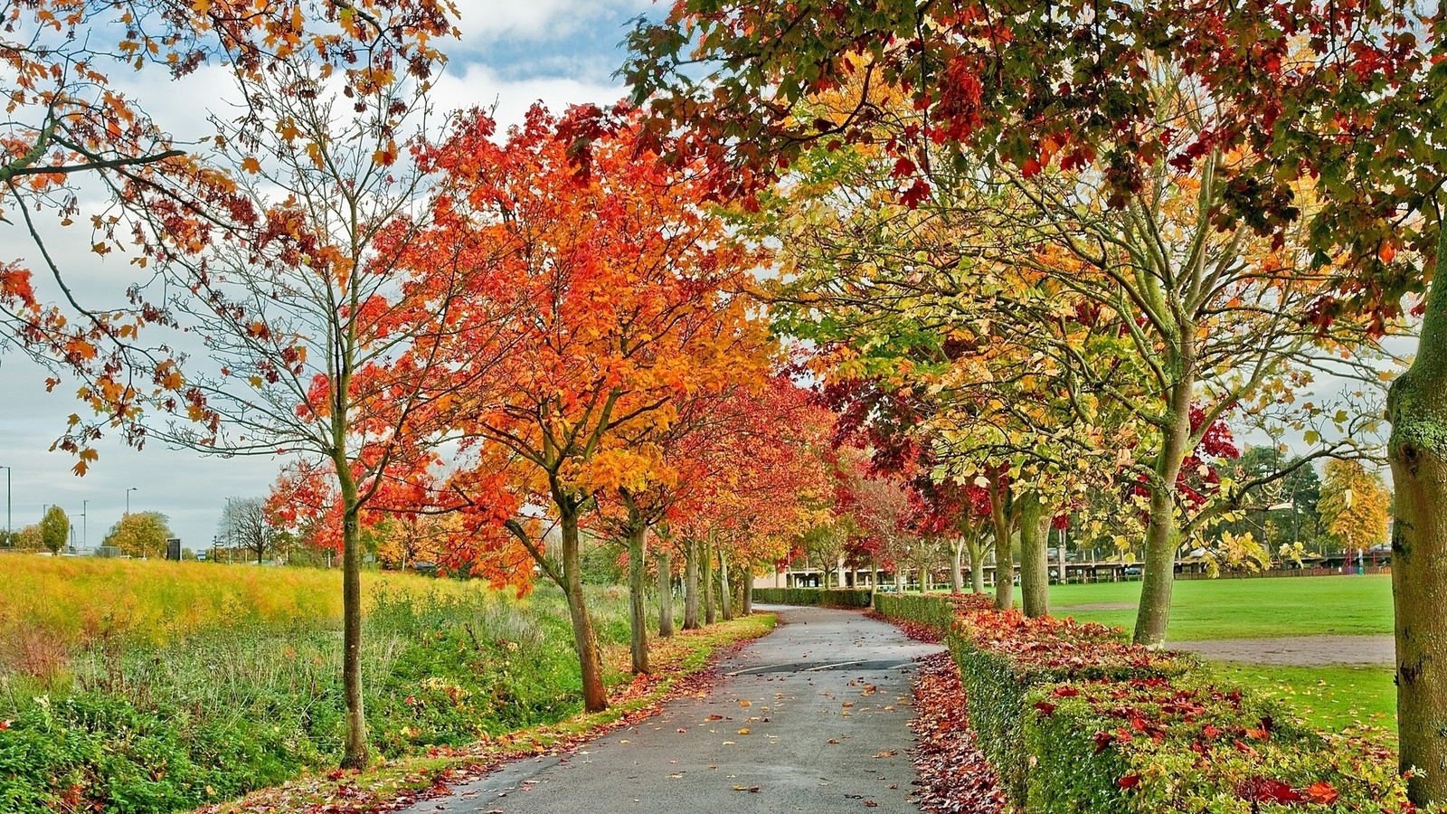 colorful, autumn, tree, nature
