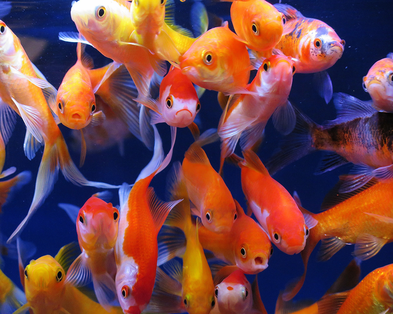 aquarium fish, aquarium, goldfish, ,