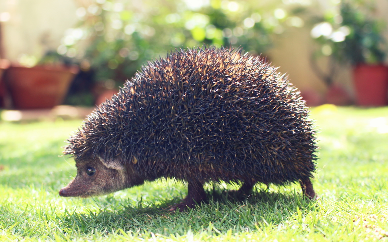 garden, animal, hedgehog, spines, 