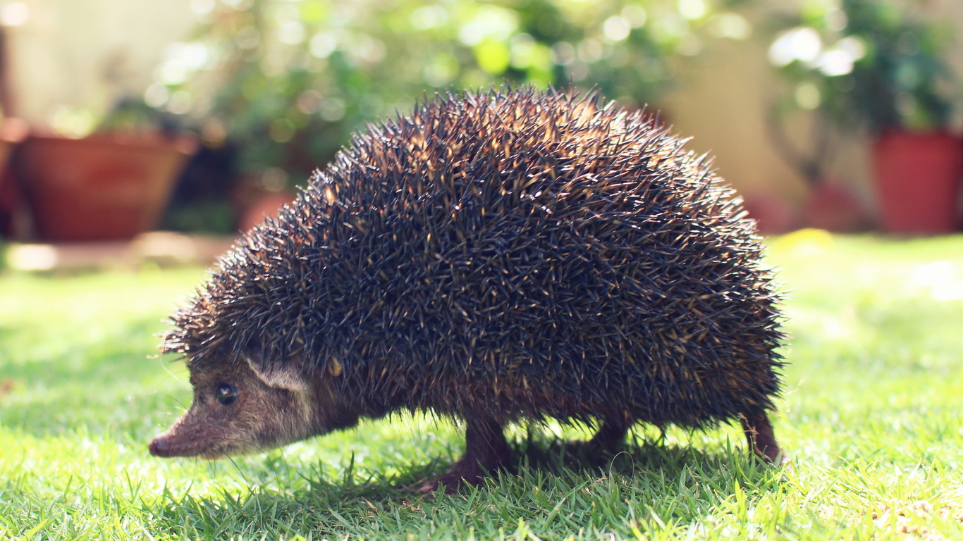 garden, animal, hedgehog, spines, 