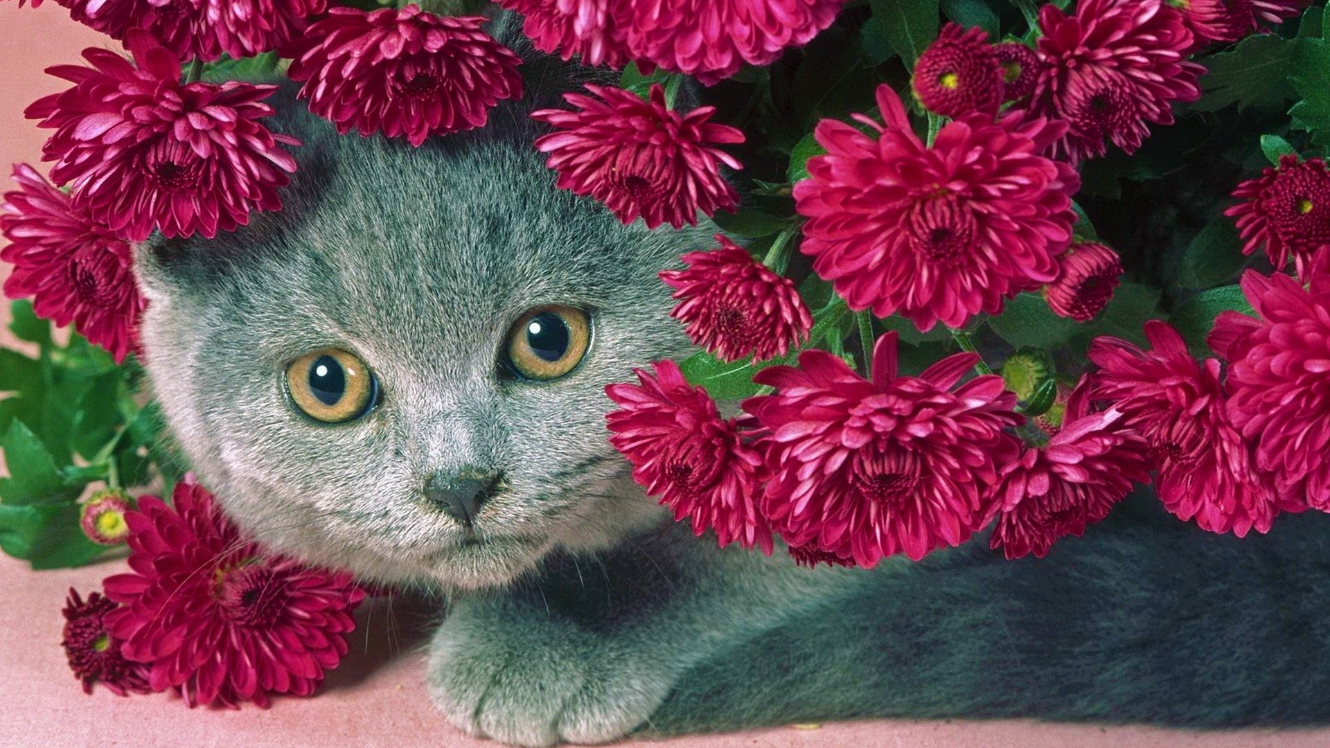 cat, gray, flowers, serenevye, a fat cat, beautiful