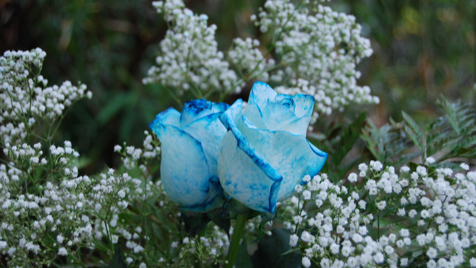 blue roses, flowers