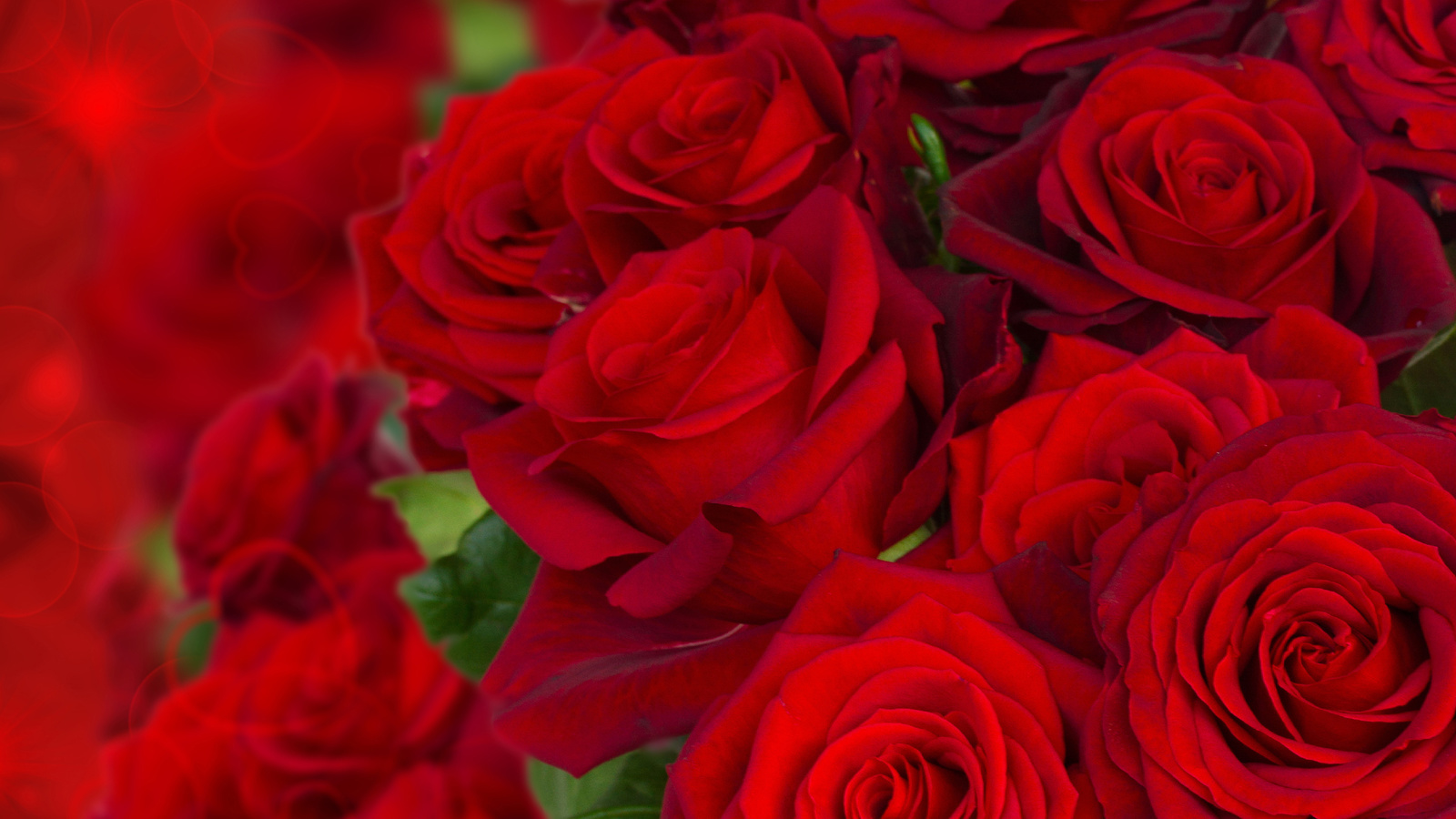 roses, bouquet, buds