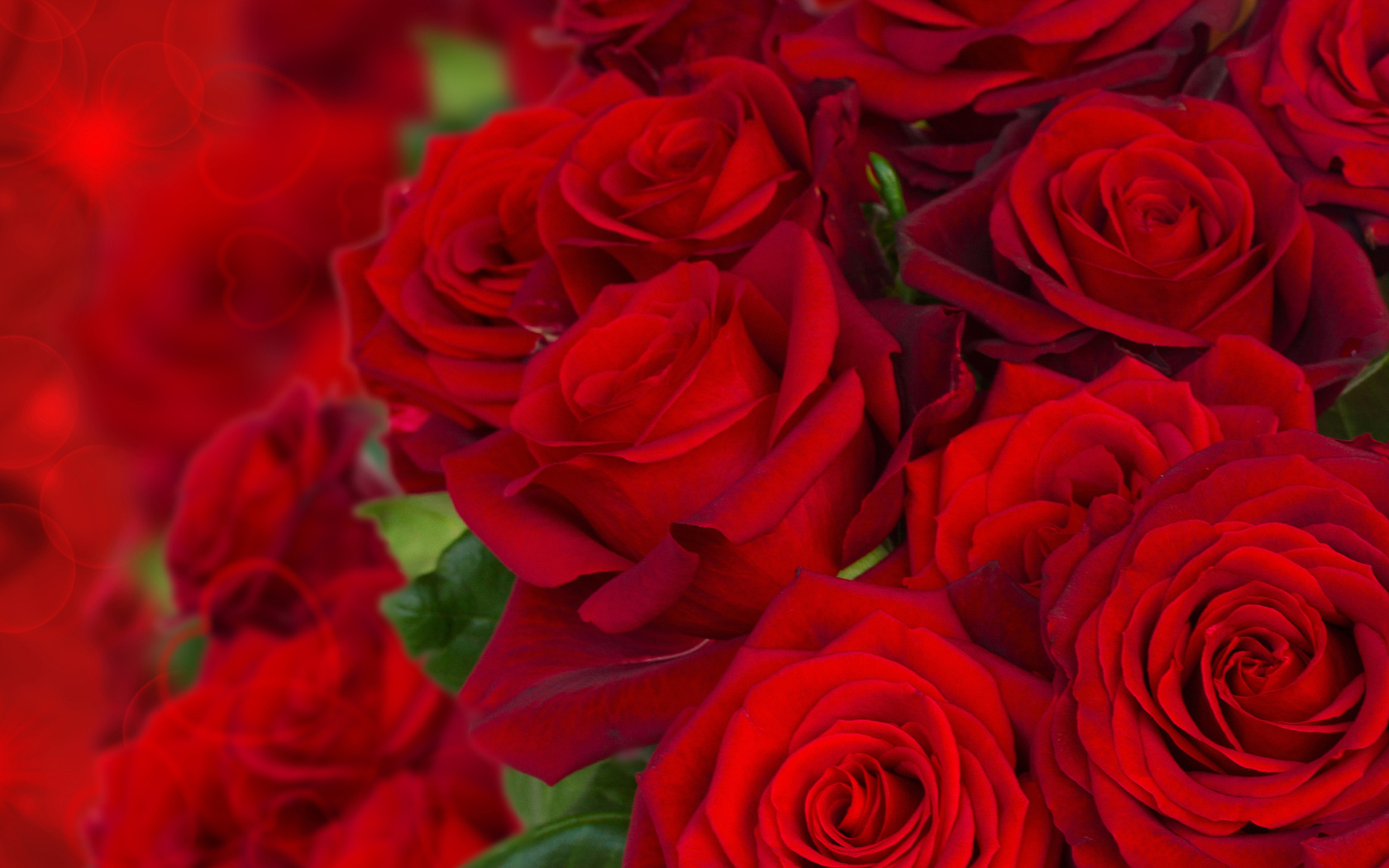 roses, bouquet, buds