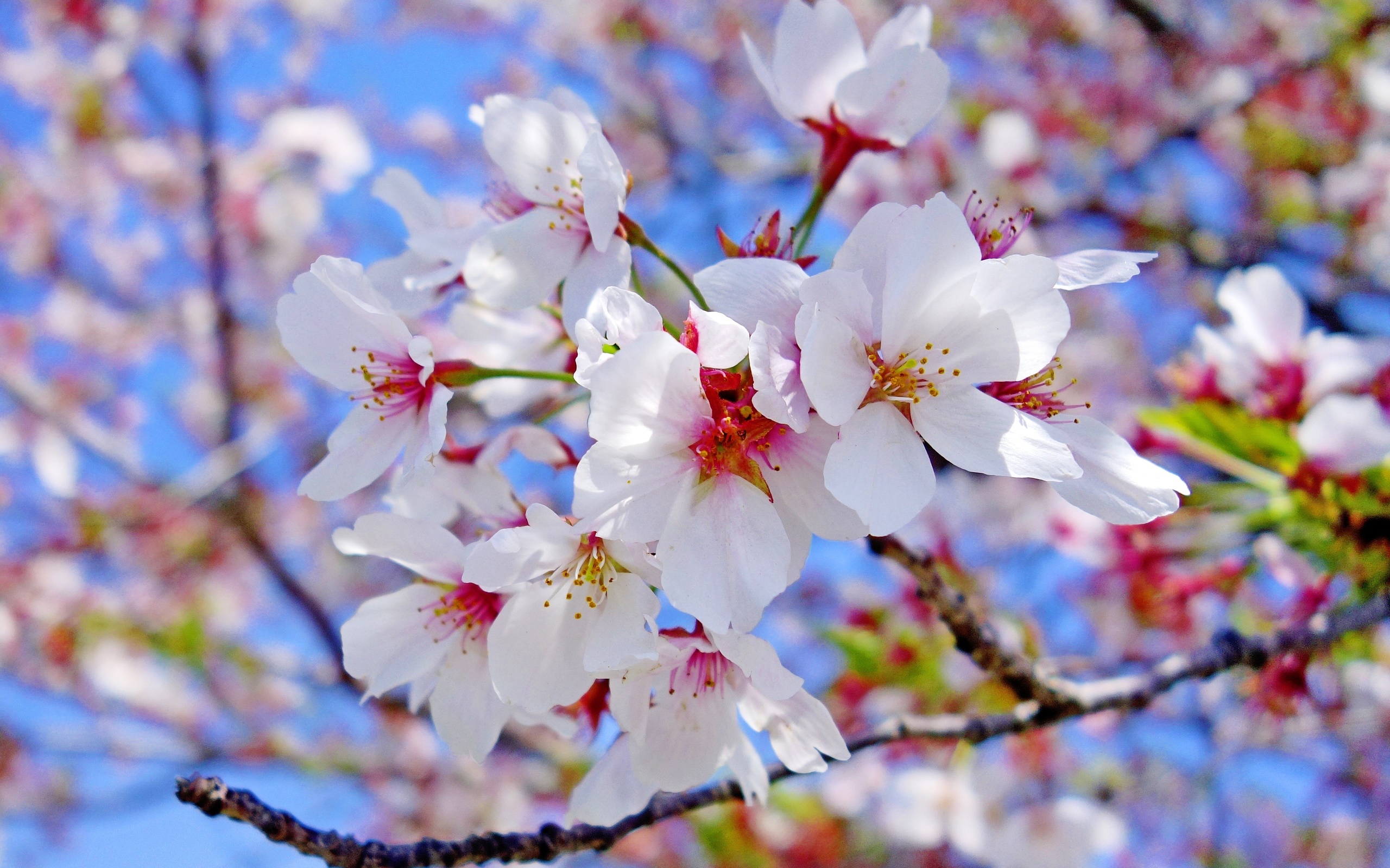 Цвет весны 24 года. Яблоня черри блоссом. Сакура Ошидори. Цветущая вишня.