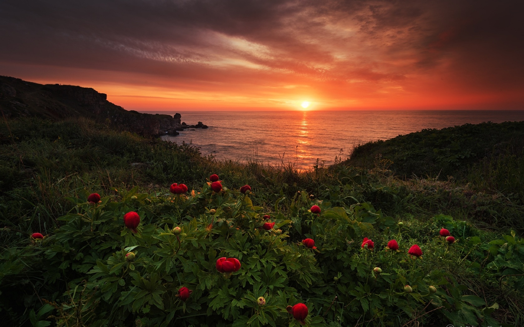 peonies, landscape, sunrise, bulgaria, nature, environment, by  