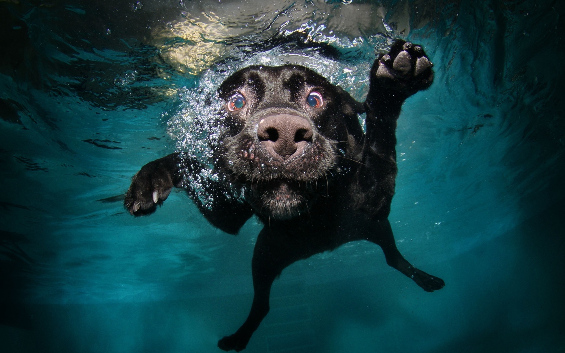 nature, animals, dog, water, underwater, bubbles, muzzles