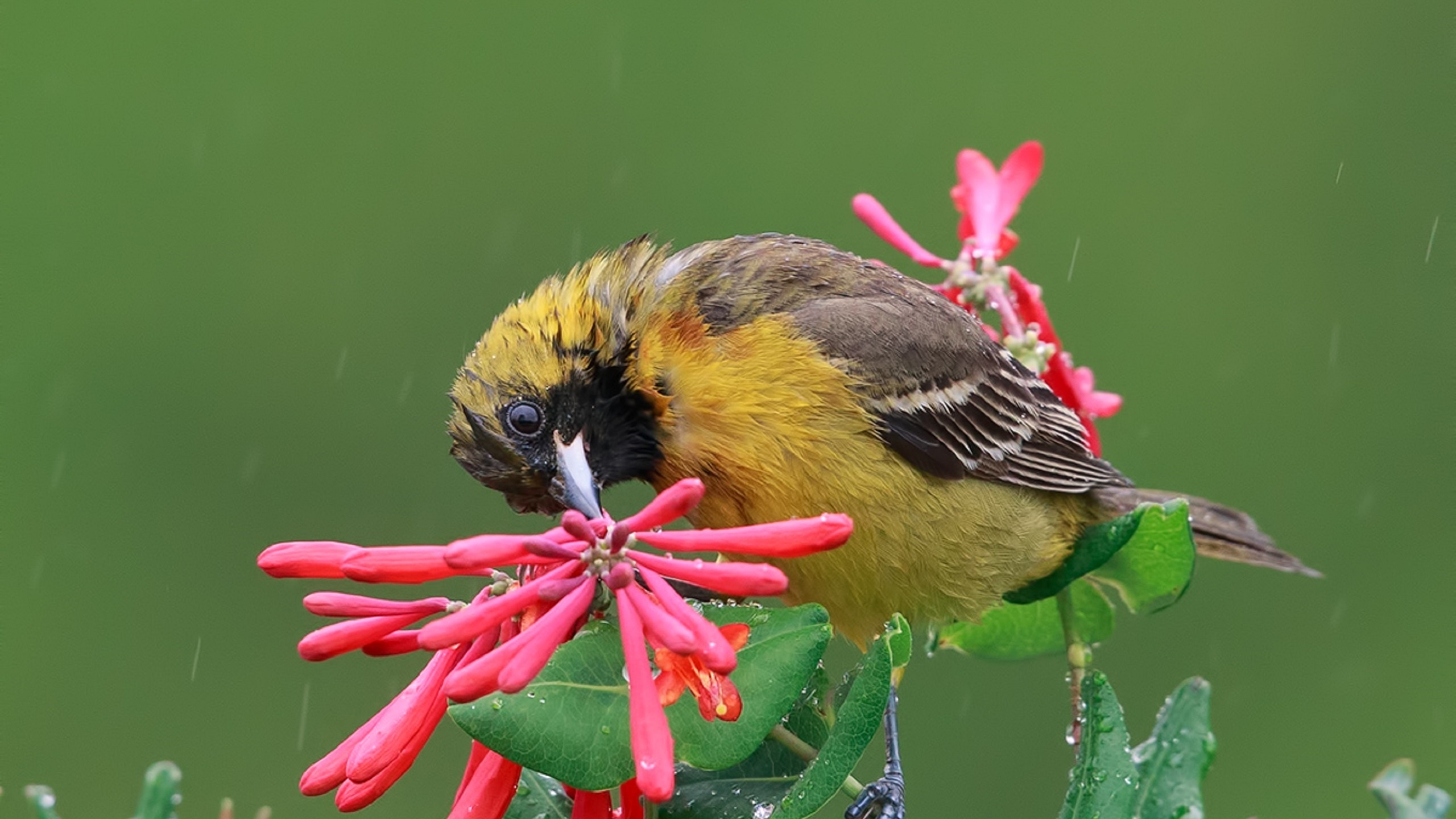  , baltimore oriole, , , 