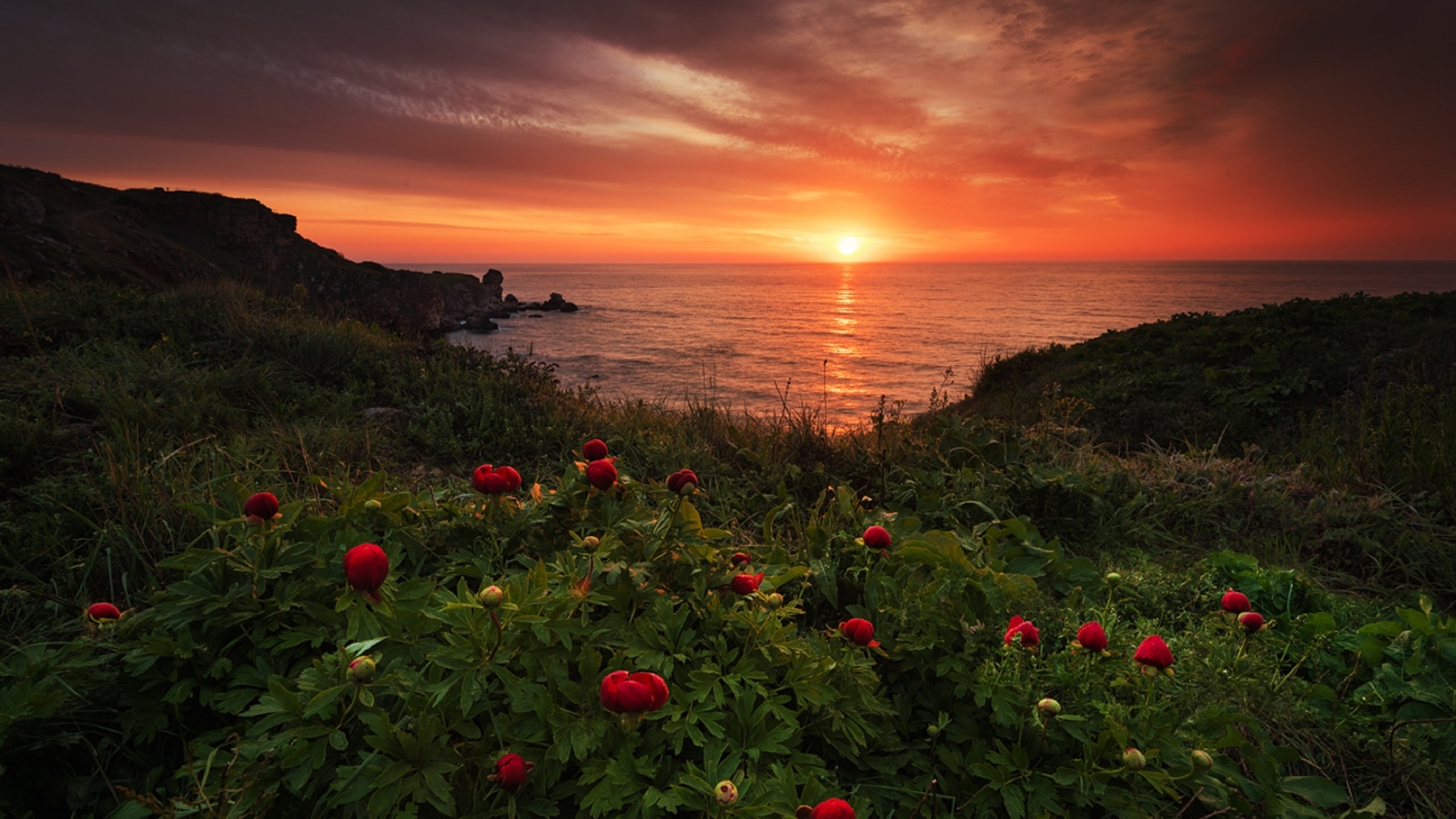 peonies, landscape, sunrise, bulgaria, nature, environment, by  