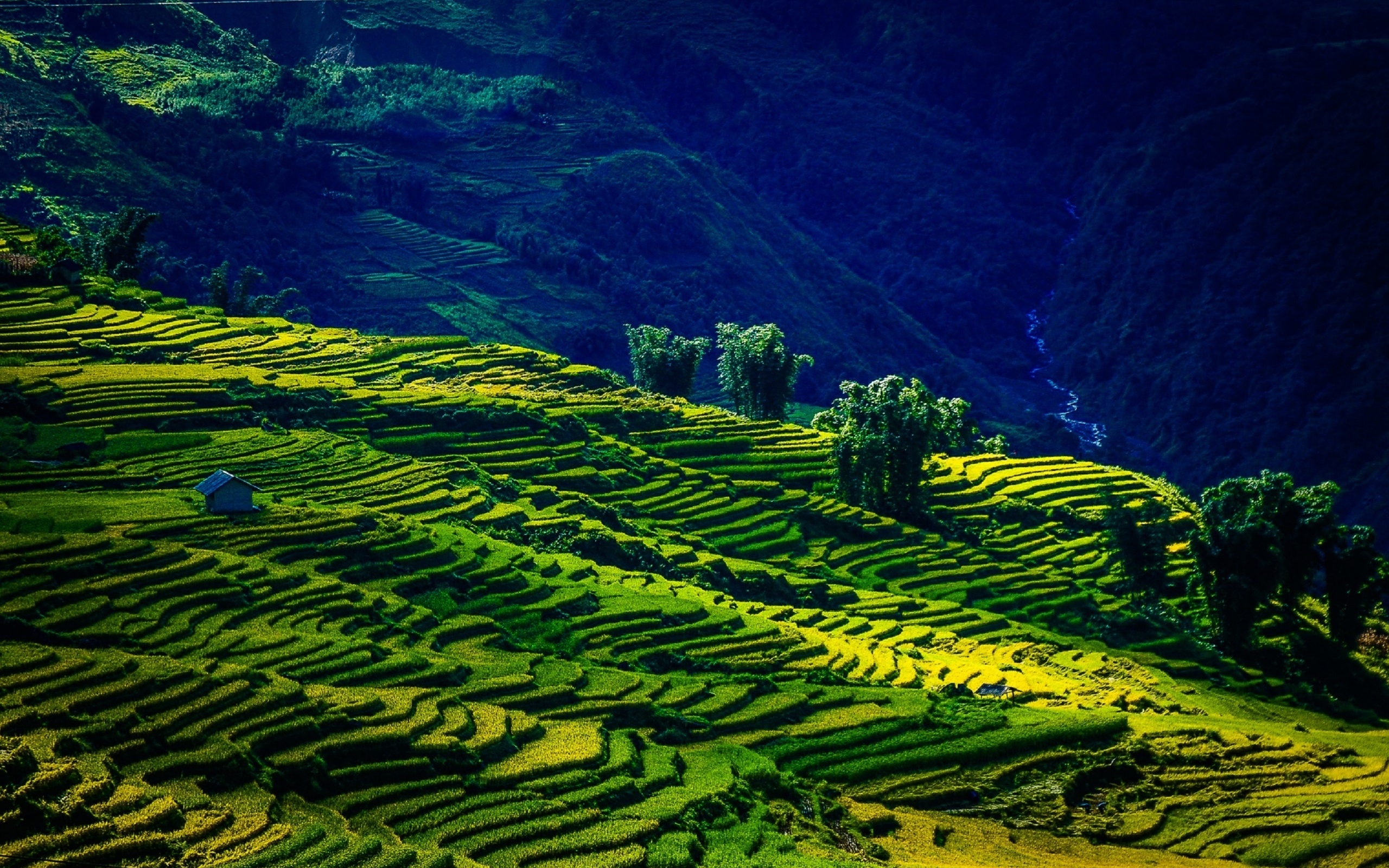 the field y ty, lao cai, viet nam, by nguyen trung duc