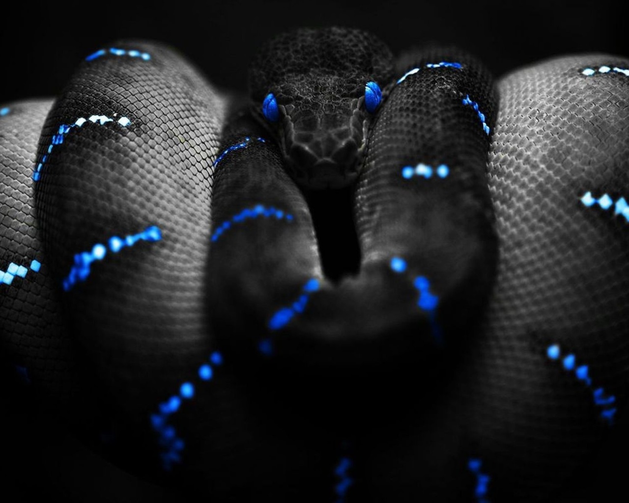змея, темный фон