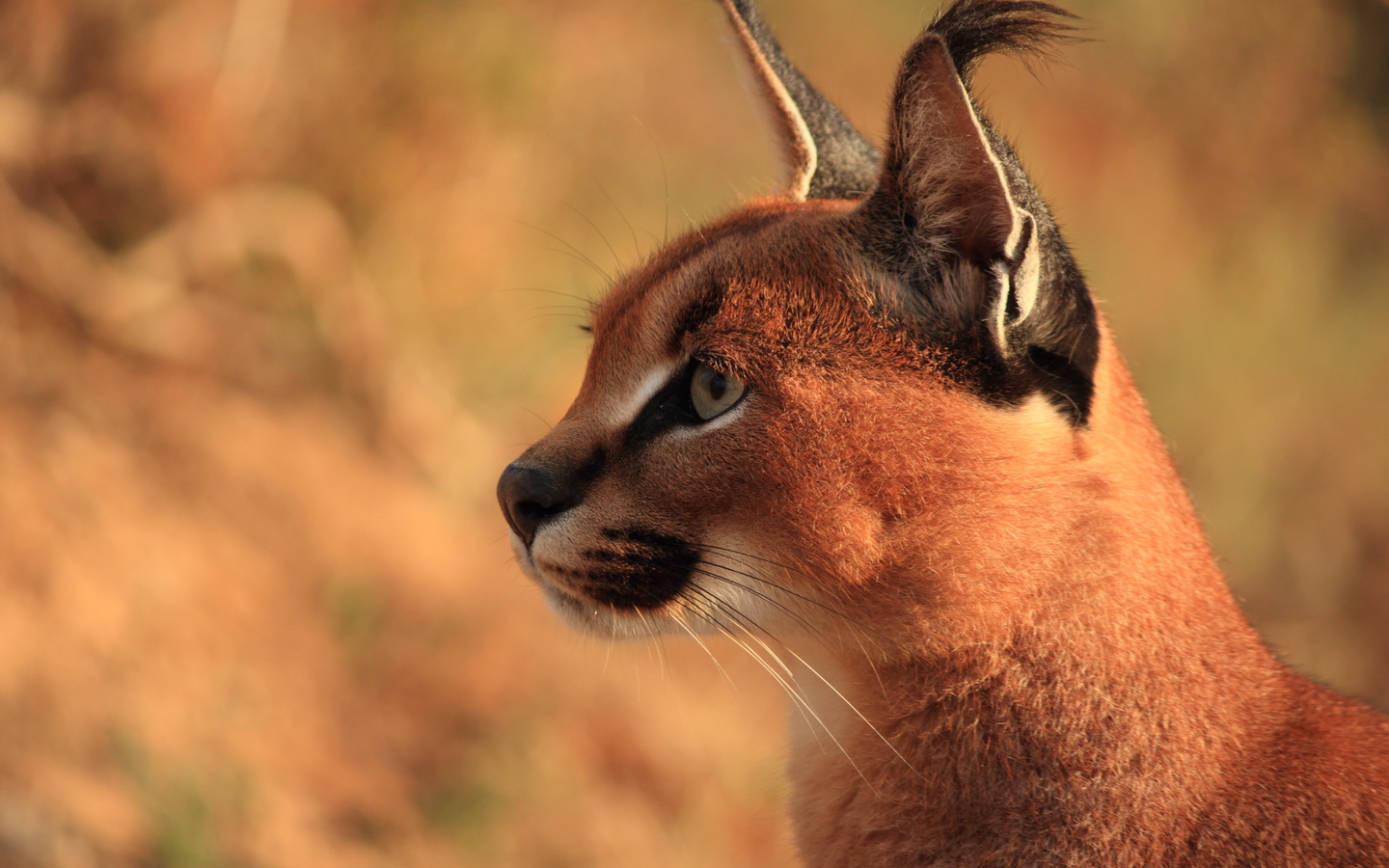 caracal, ,  , , , , 