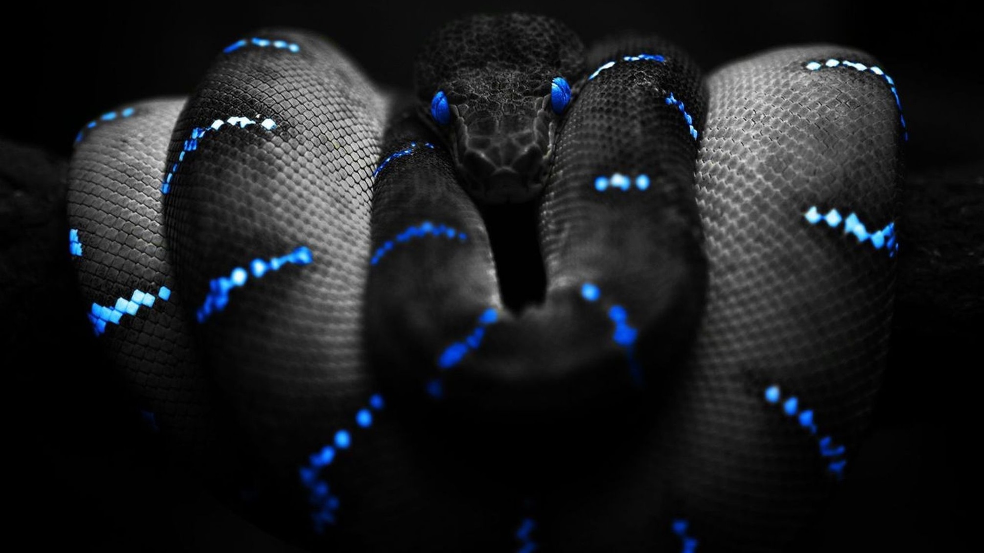 змея, темный фон