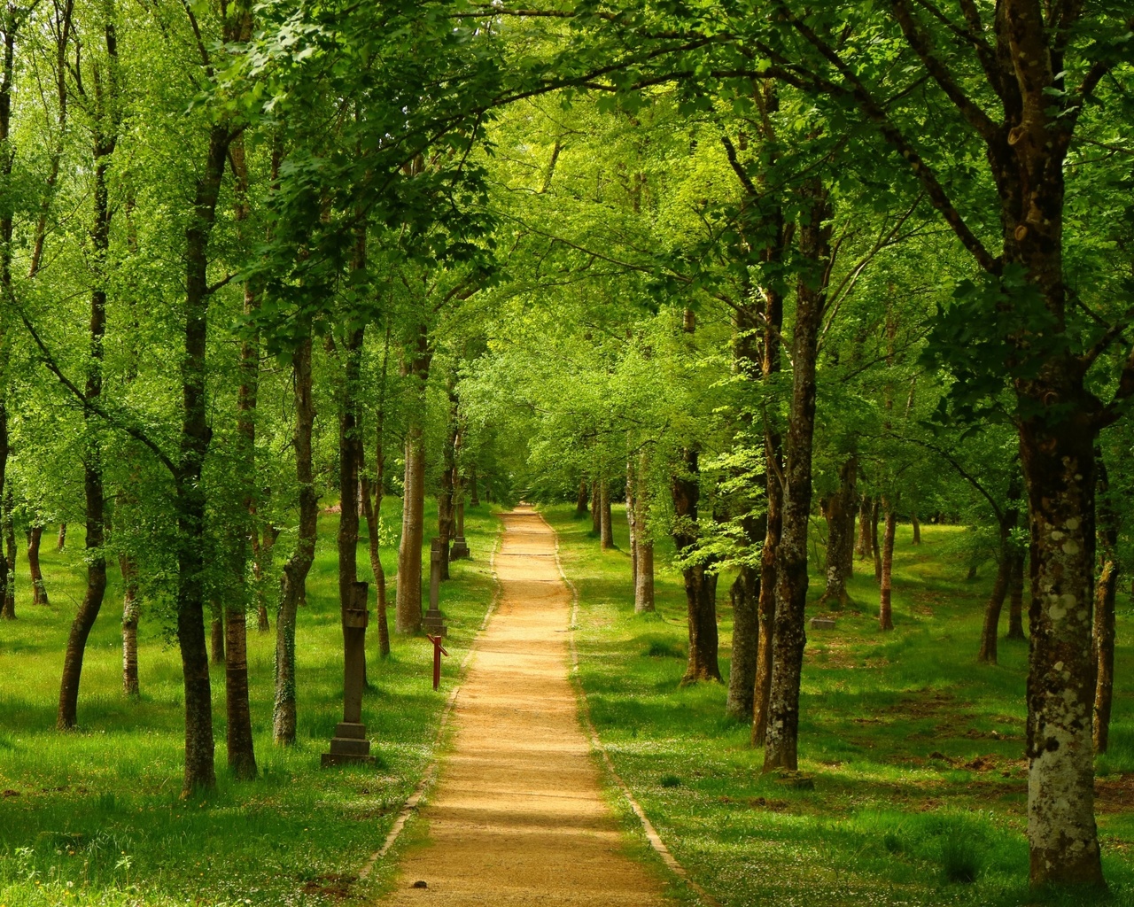 forest, path, tree, green