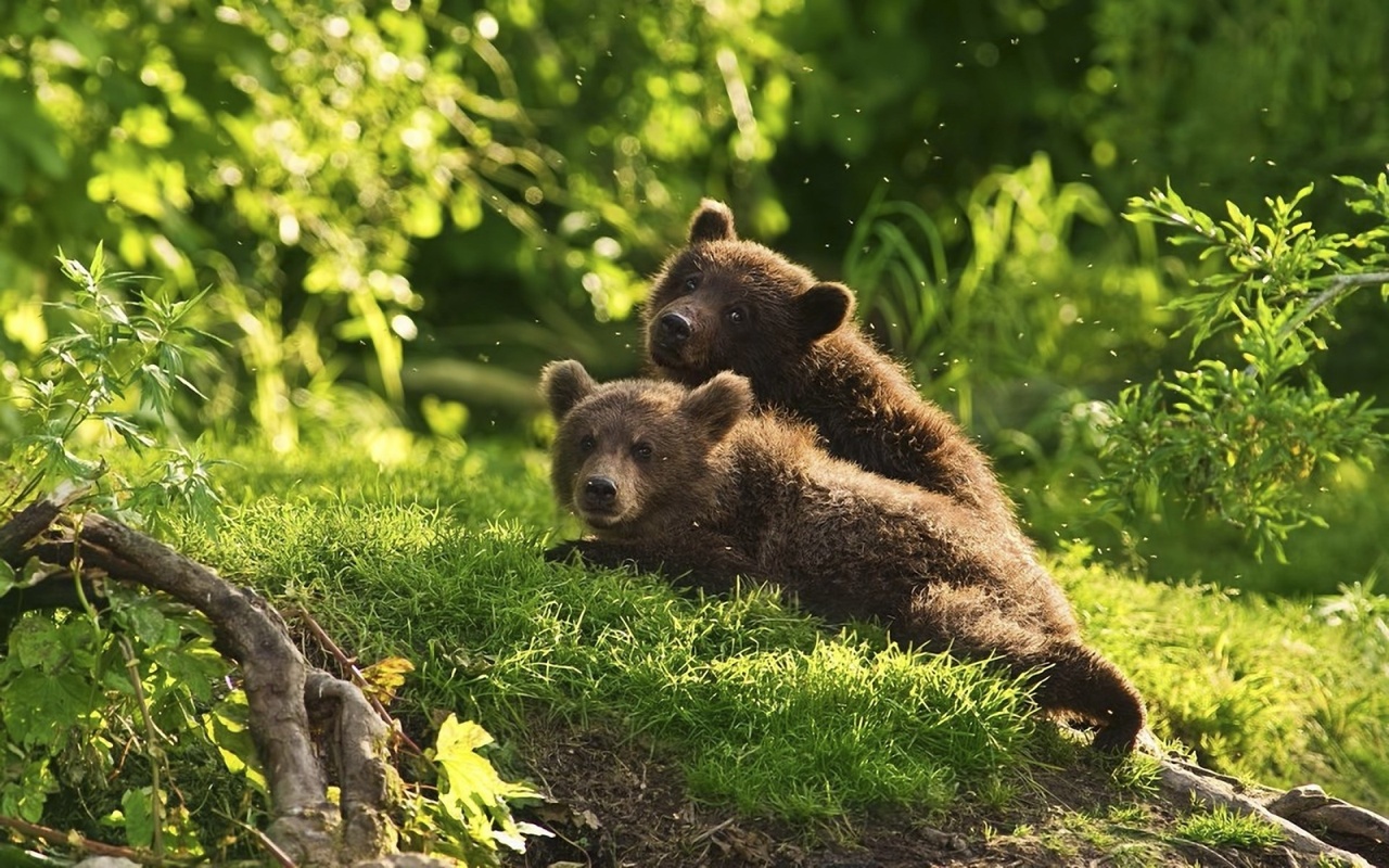 bear, cubs, green, grass