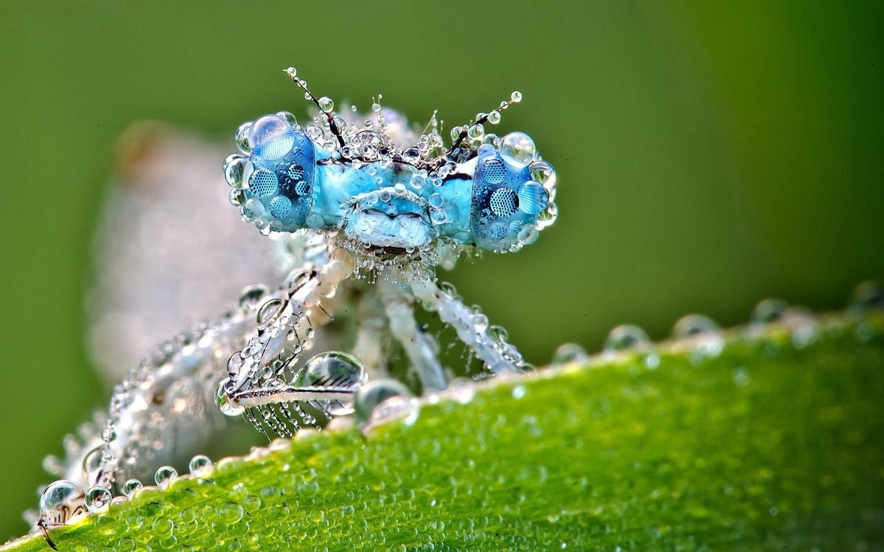 drops, water, dragonfly, macro, 
