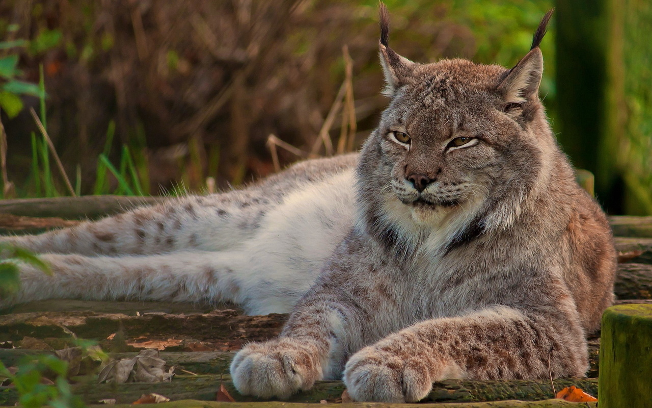 lynk, wild, rest, forest