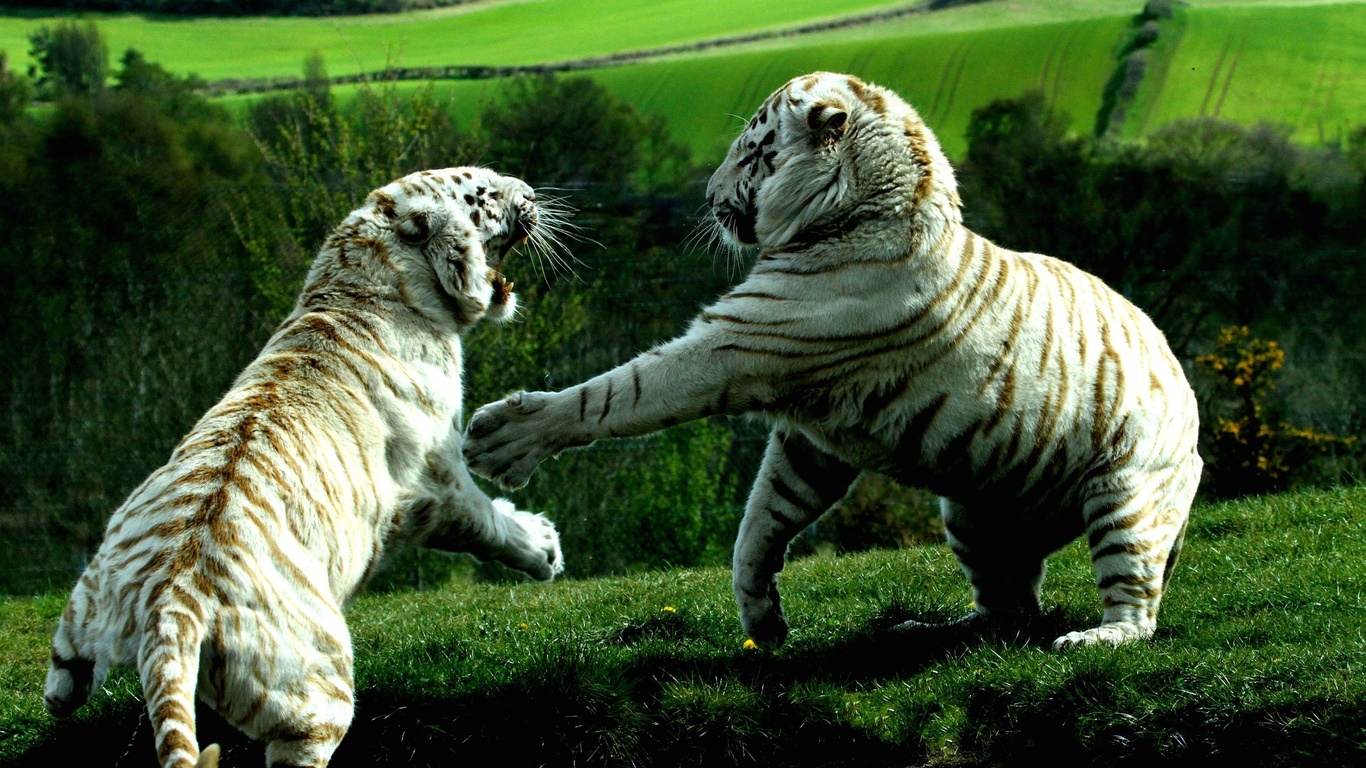 white, tiger, bigcat, fight