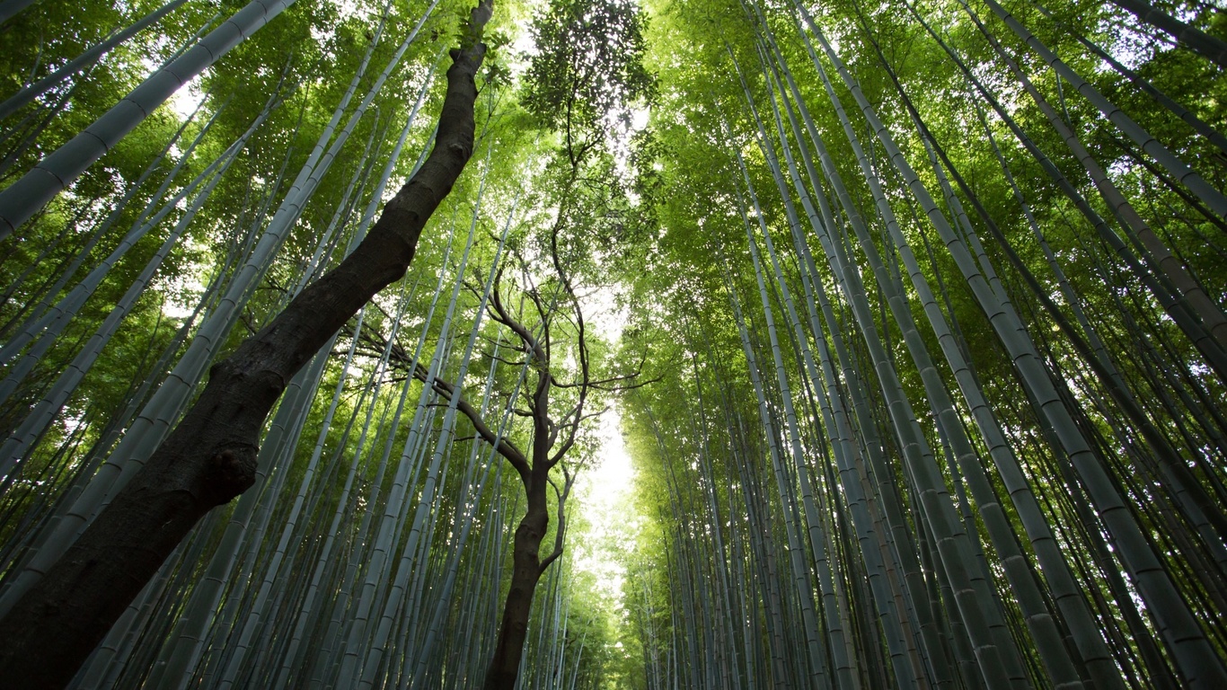 bambusoidae, tree, forest, branch