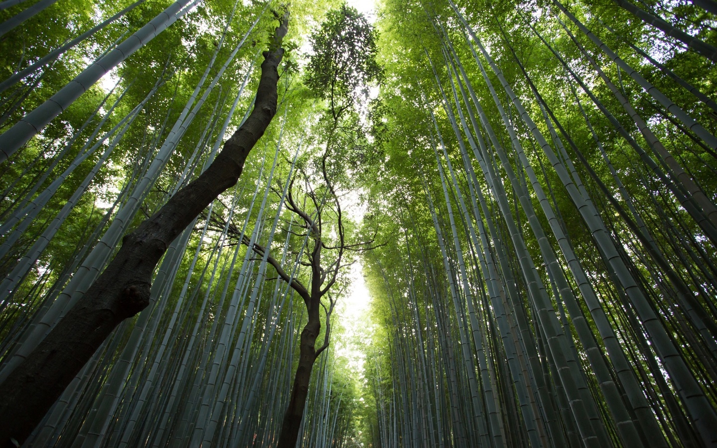 bambusoidae, tree, forest, branch