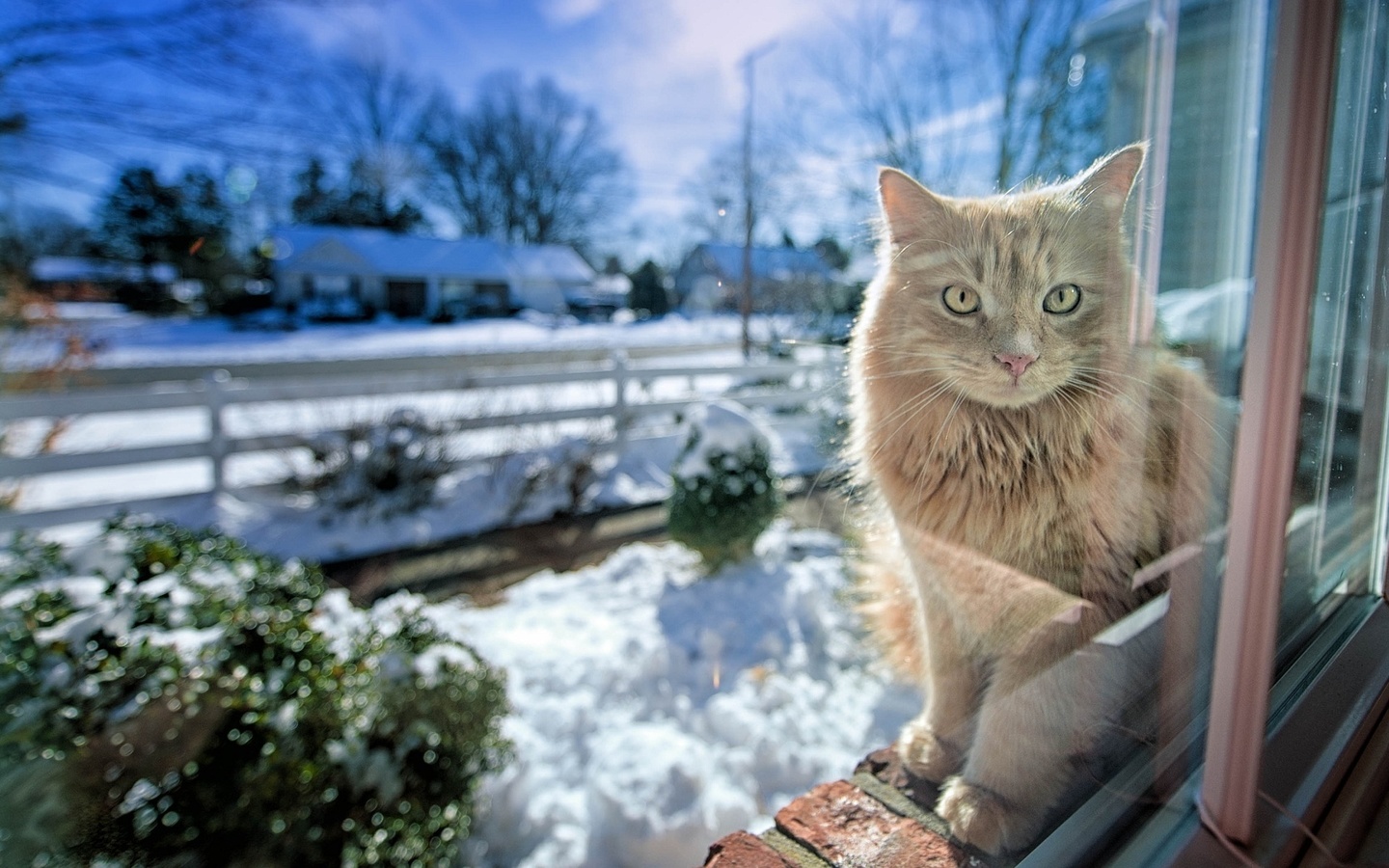 cat, waiting, snow, house
