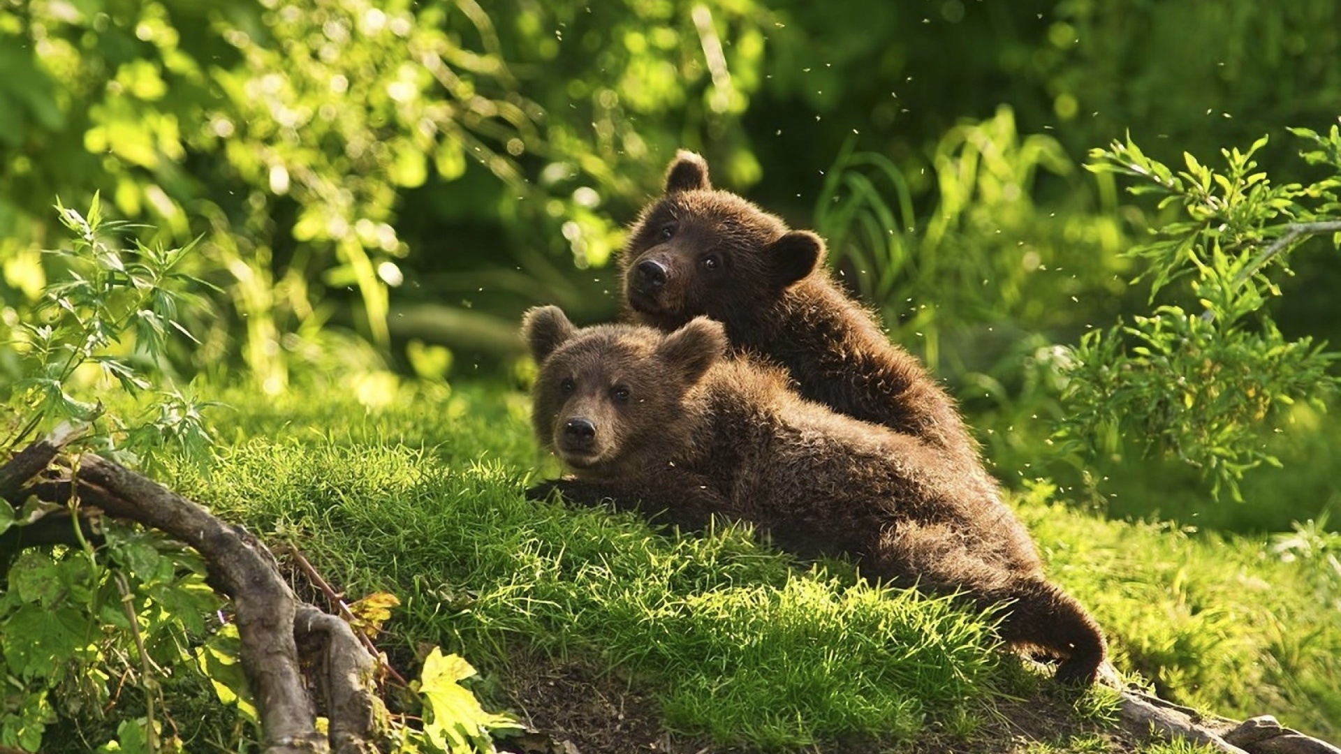 bear, cubs, green, grass