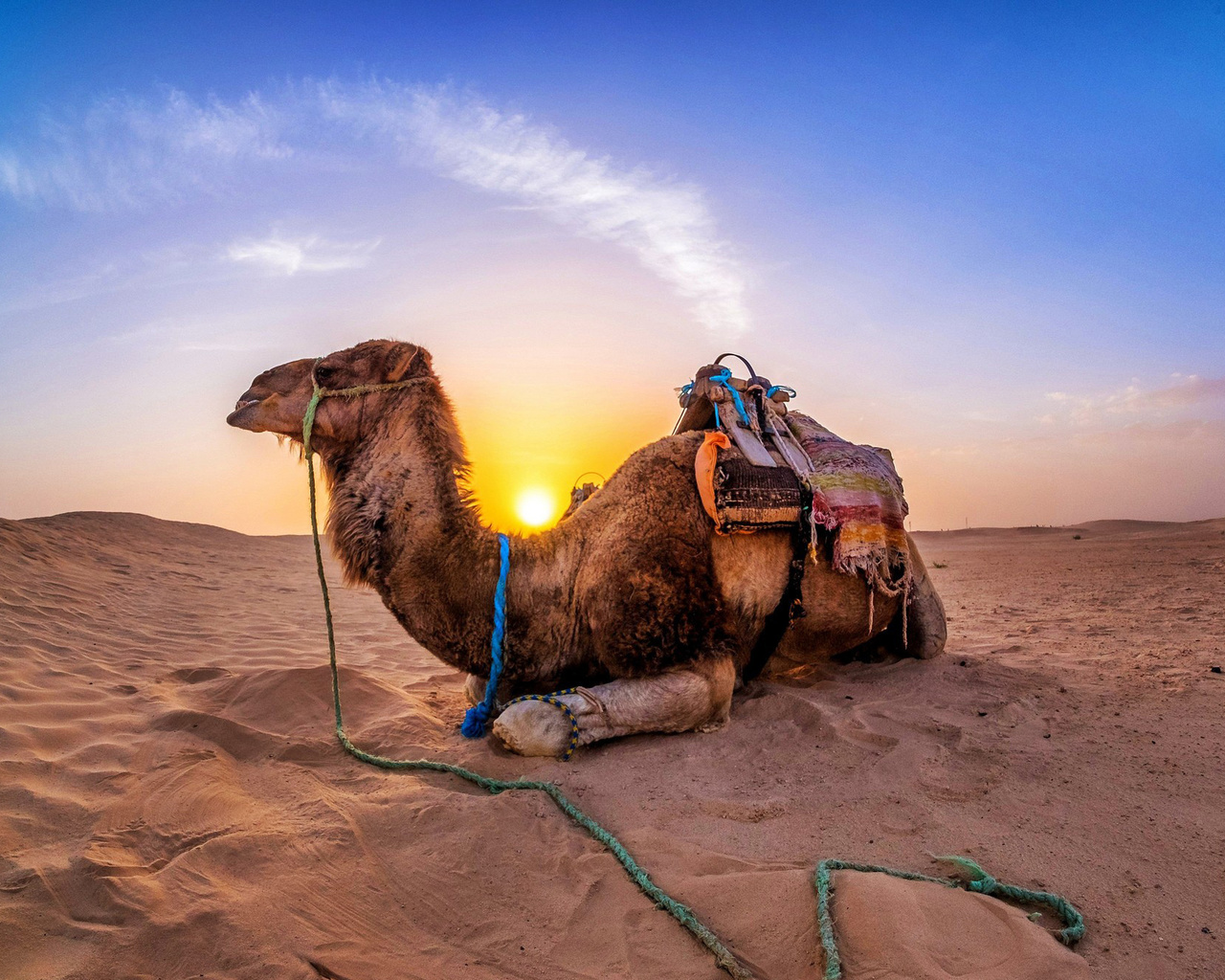 camel, desert, sand, sun
