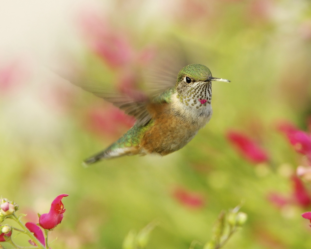 , , ,  , hummingbird