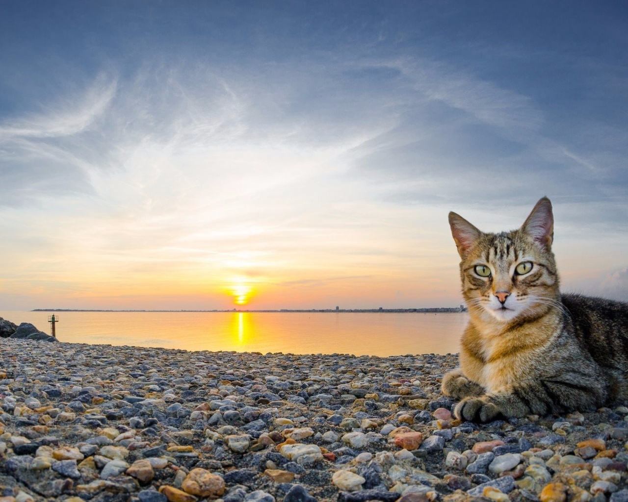 cat, beach, sunset, ocean