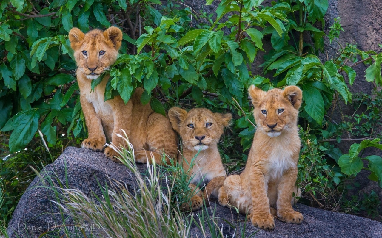 cubs, big cat, tree, wild