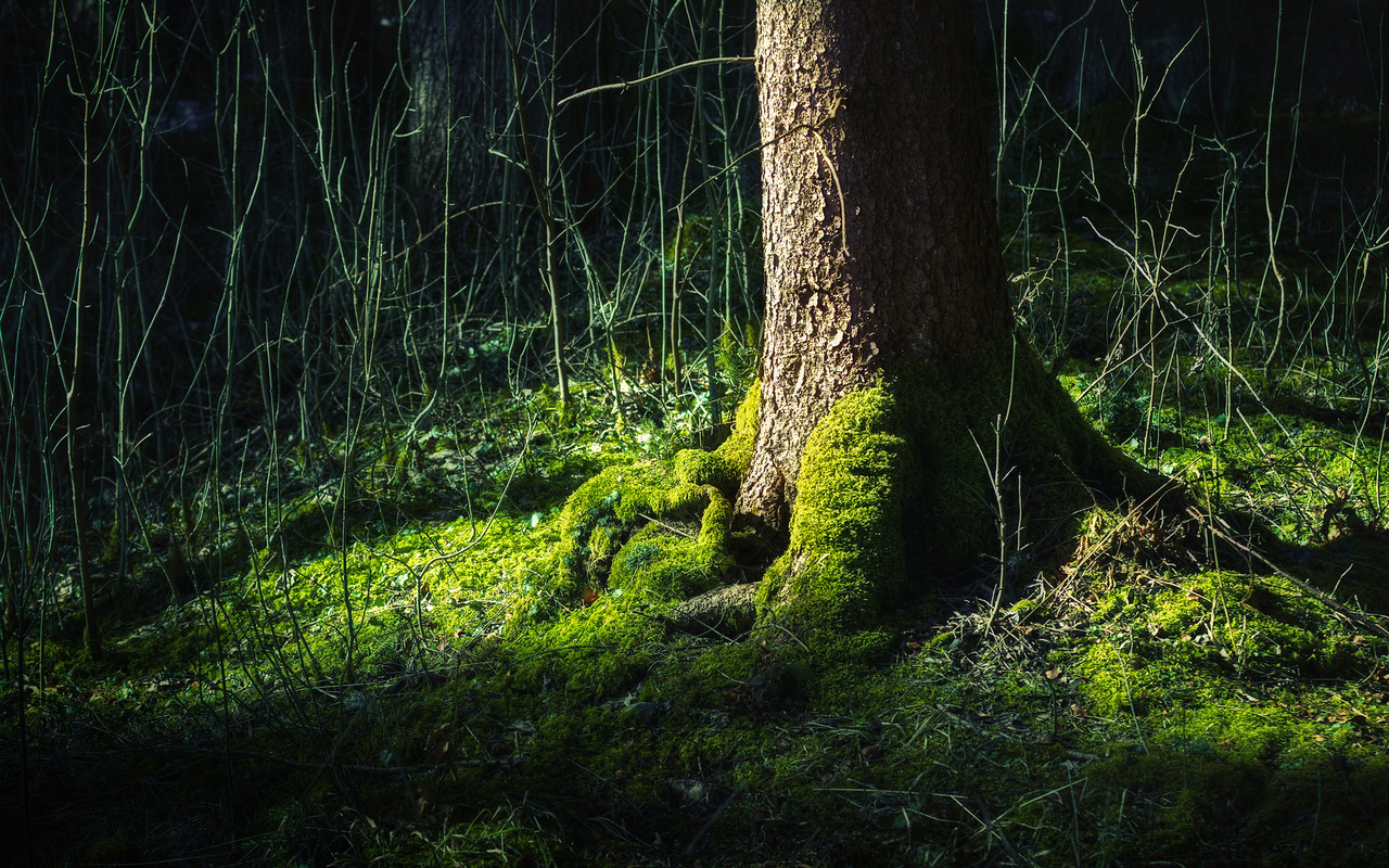 thigh, green, forest, root, tree, , , , 