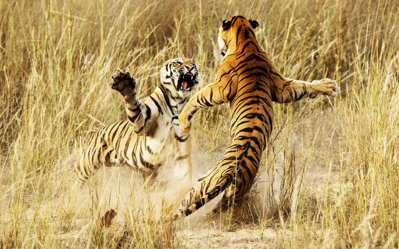 fight, tigers, wild, grass, , , , 