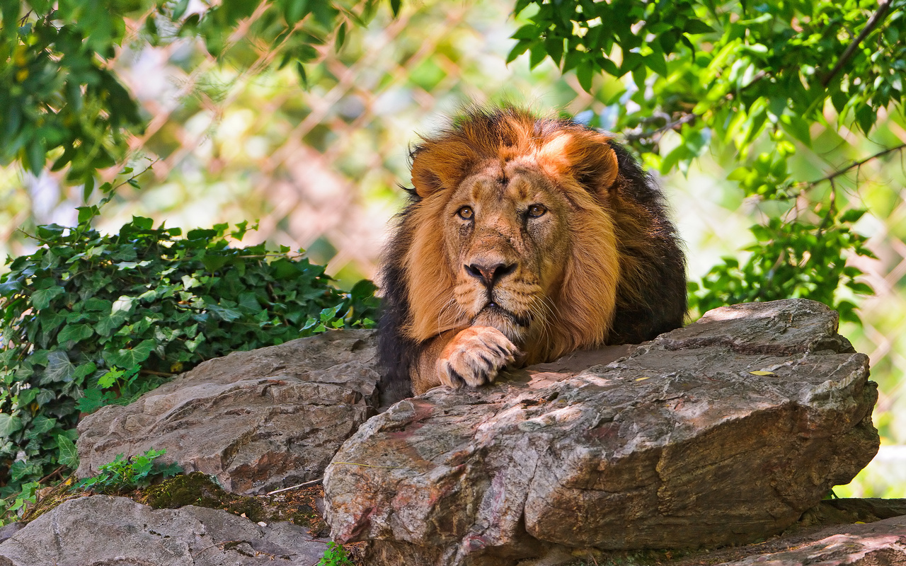 lion, resting, tree, stone, wild cat