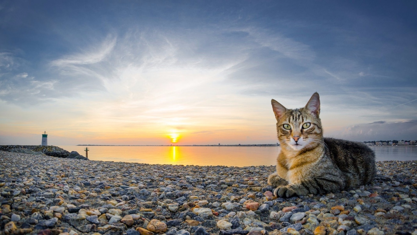 cat, beach, sunset, ocean