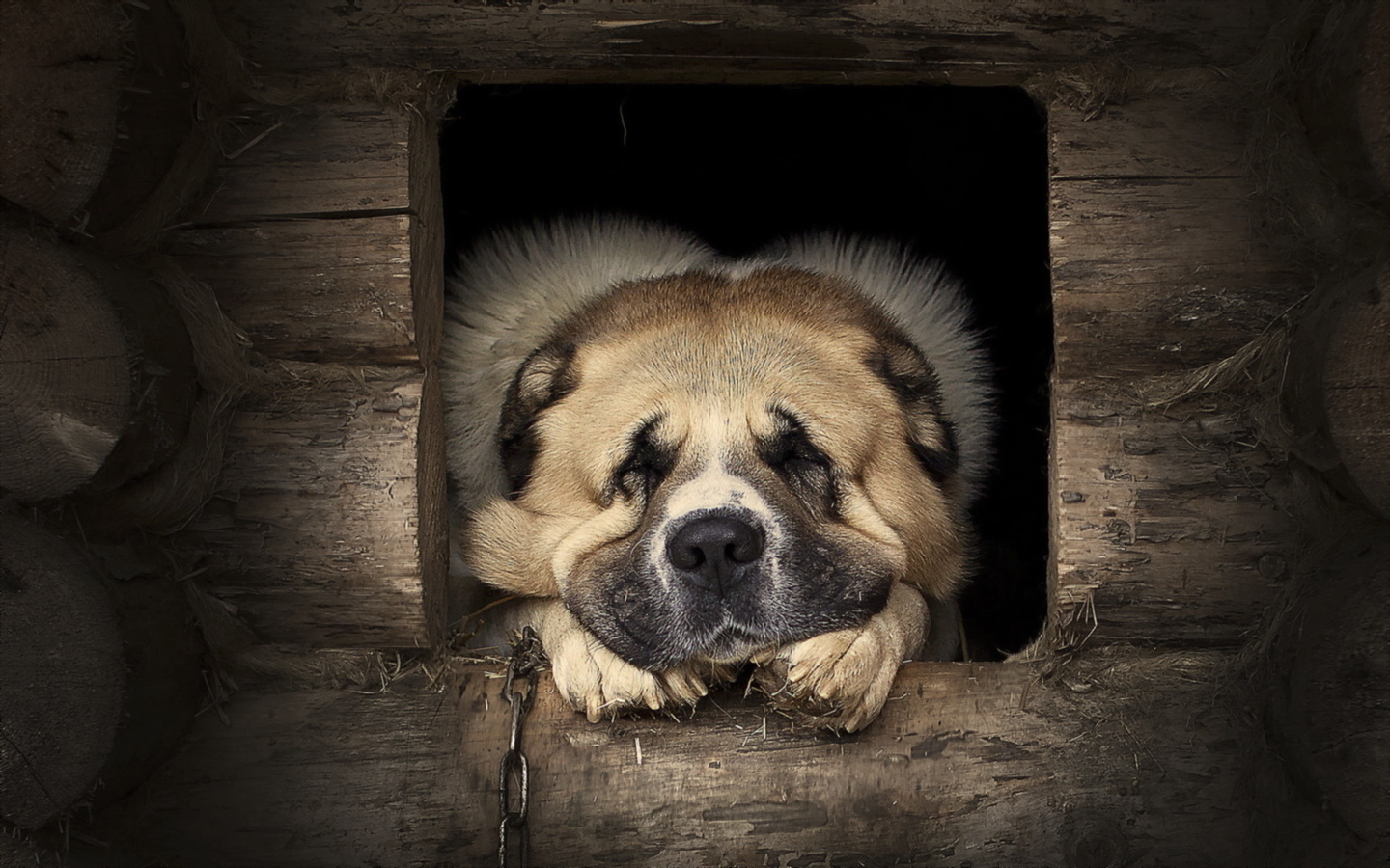 dog, cute, dream, house