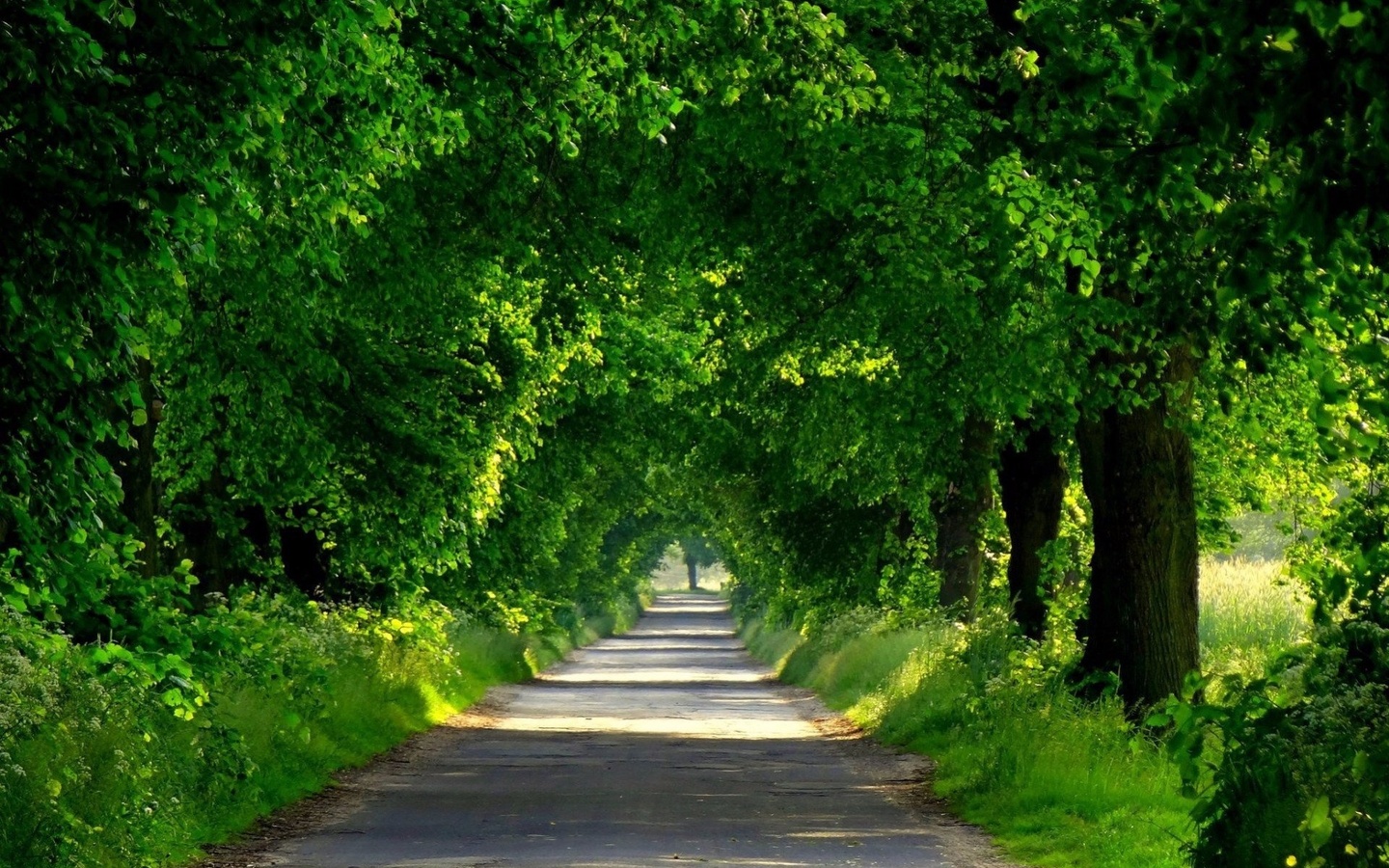 green, road, tree, path