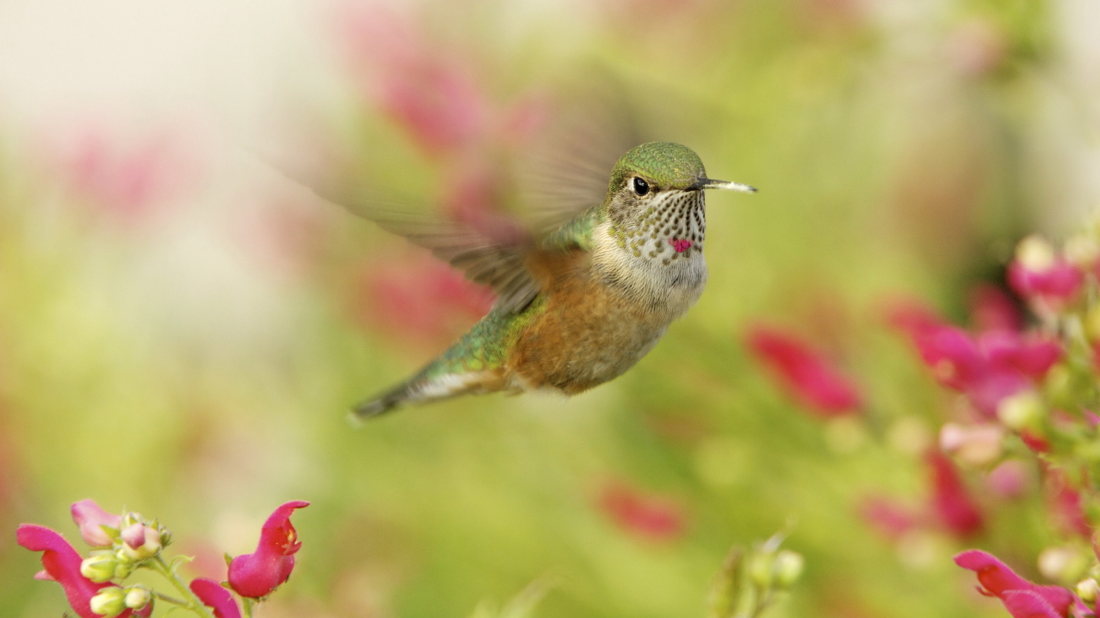 , , ,  , hummingbird