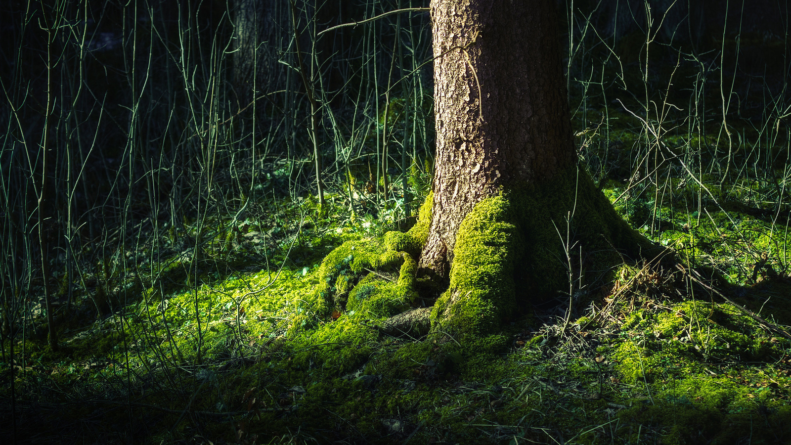 thigh, green, forest, root, tree, , , , 