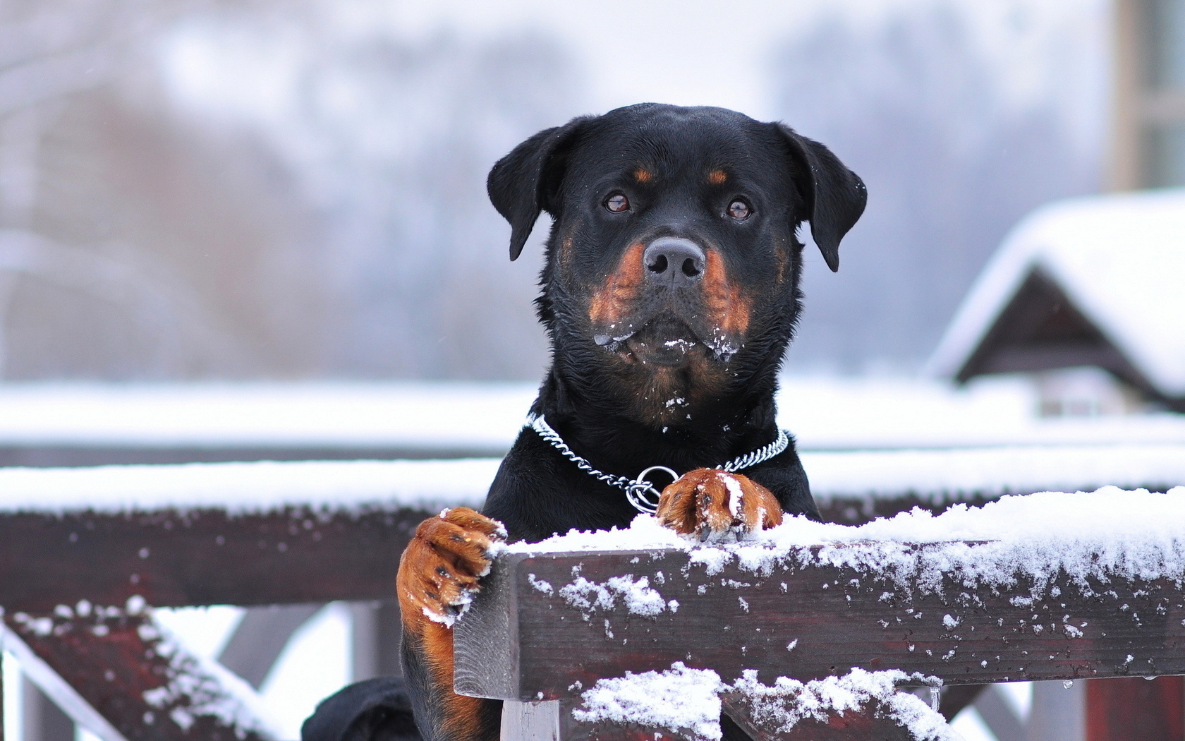 rottweiler, dog, snow, winter, , , , , , , 