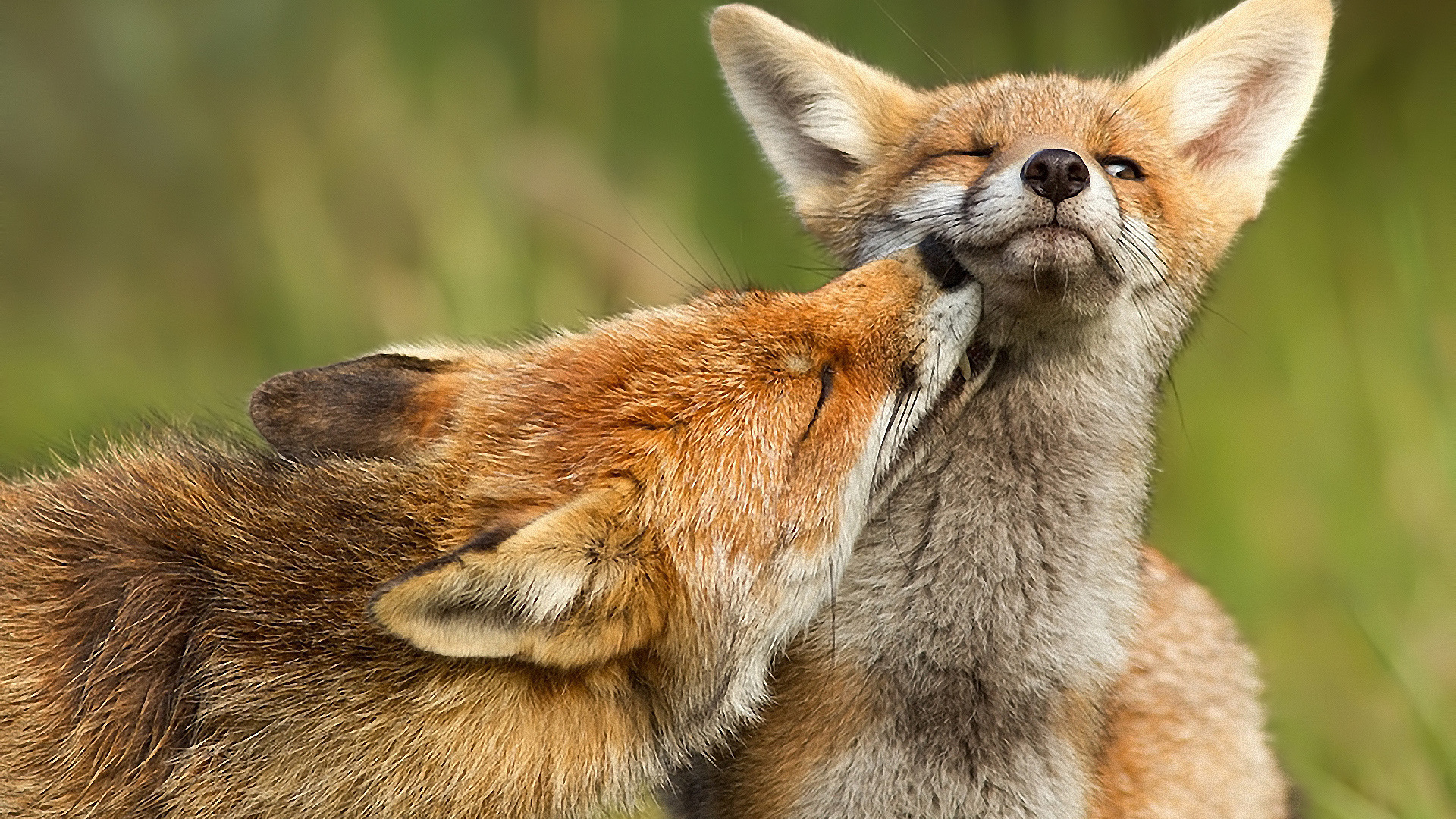 red, caresses, wild, forest fox