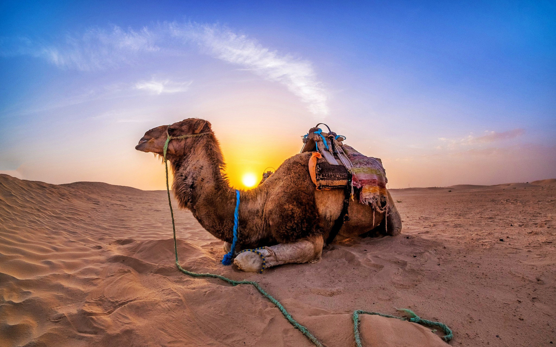 camel, desert, sand, sun