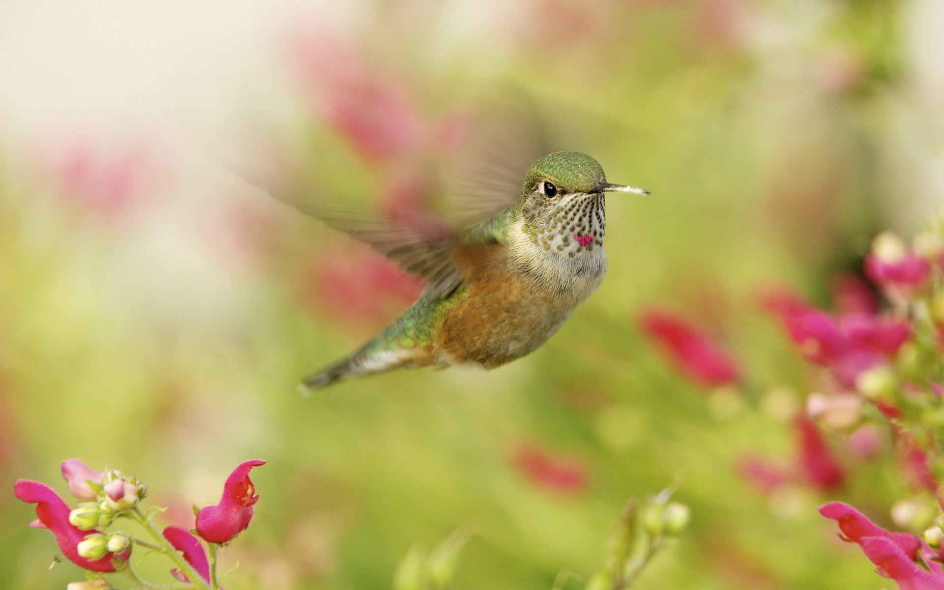 , , ,  , hummingbird