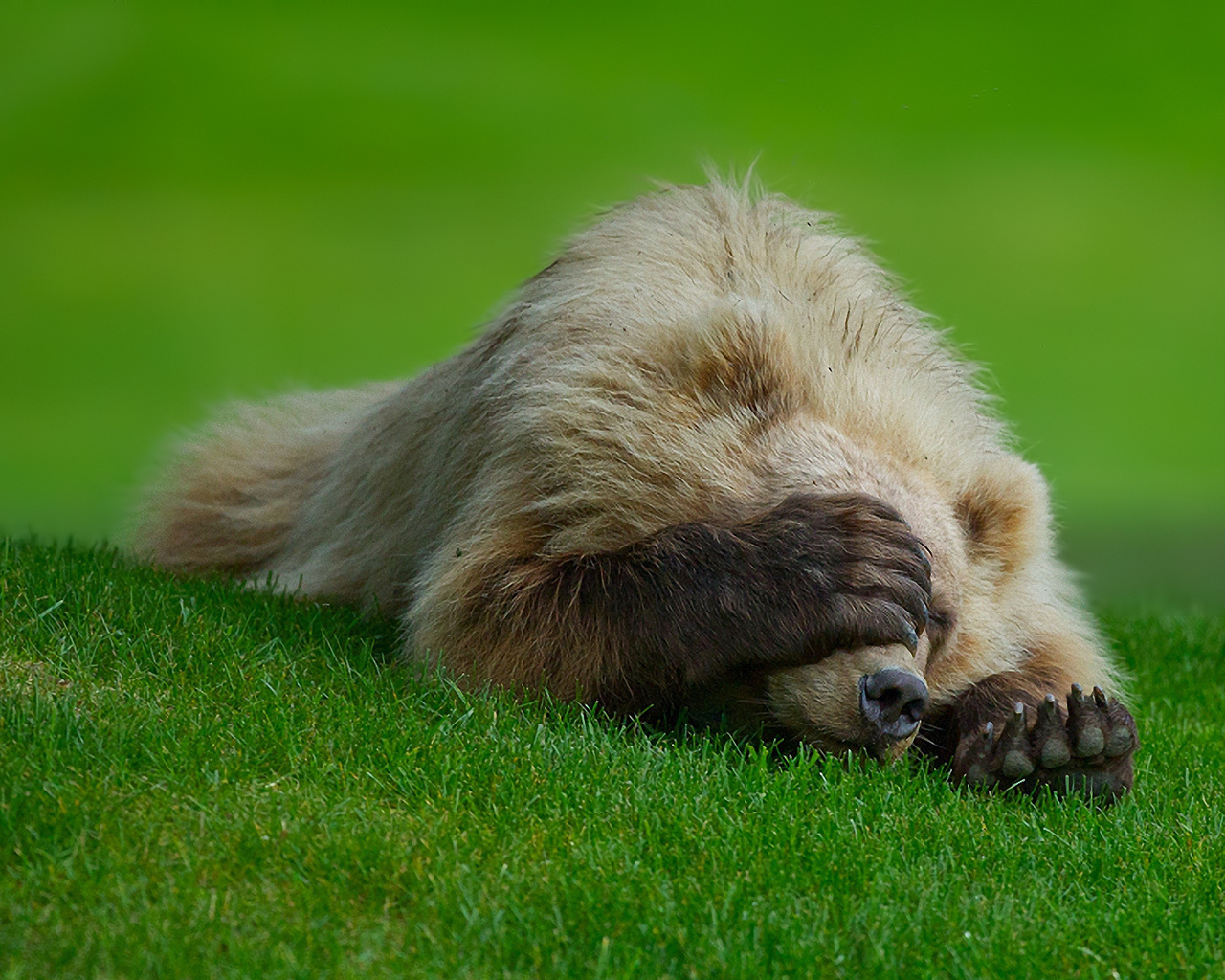 bear, claws, grass, playing