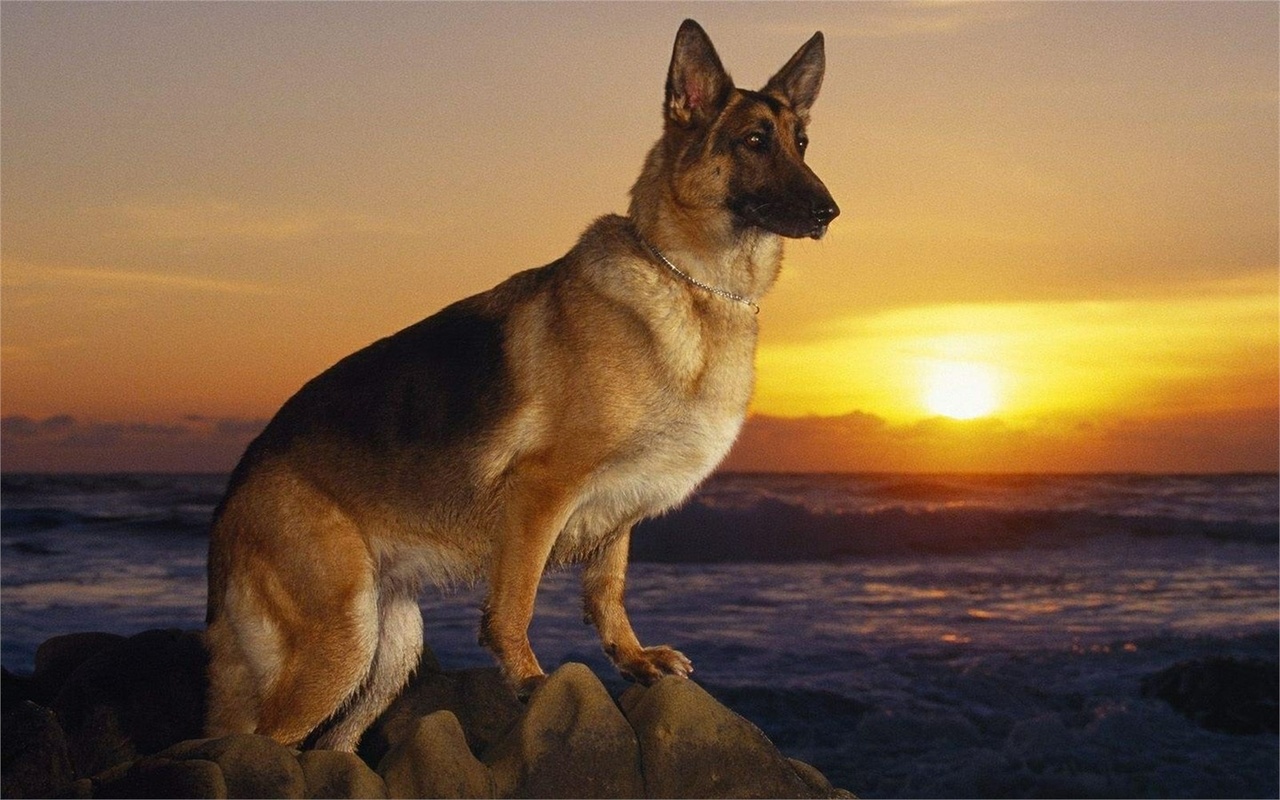 german shepherd dog, sunset, posture, cute, , , , , 