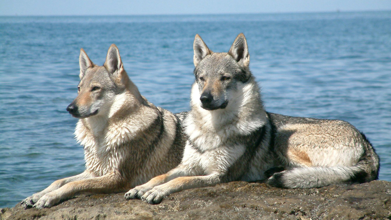 wolves, sitting, couple, water, rock, , , , 