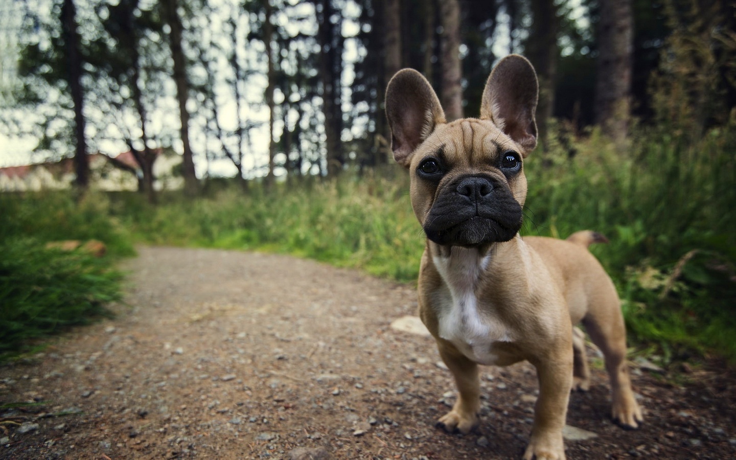 french, bulldog, path, forest, , , , , 